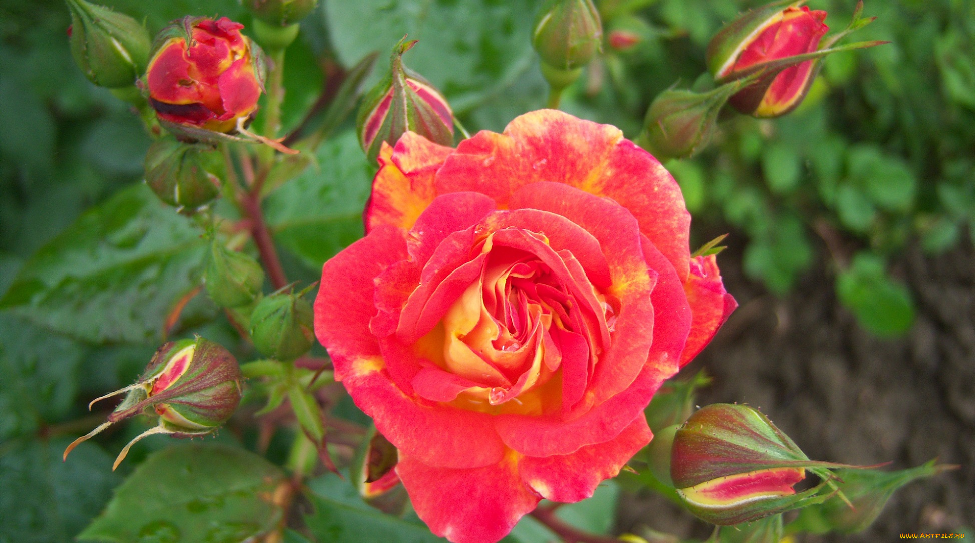 цветы, розы