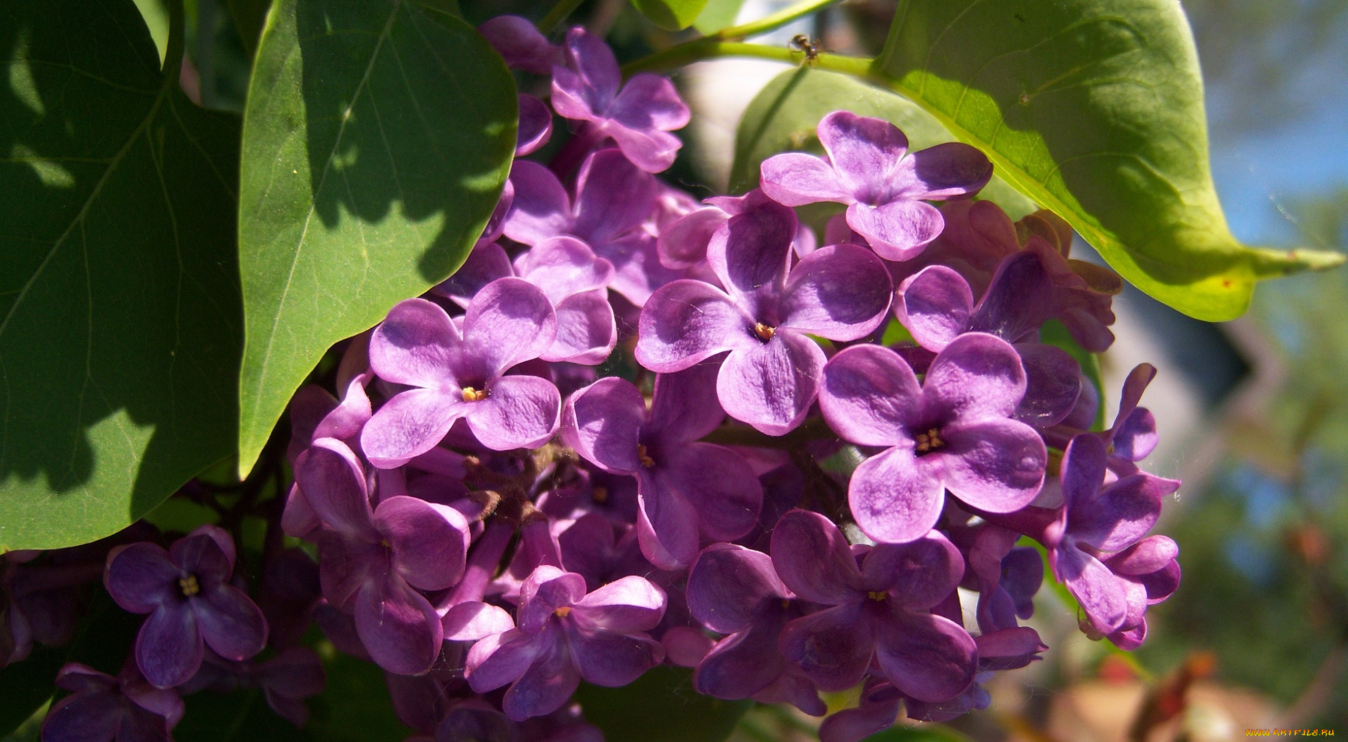 цветы, сирень