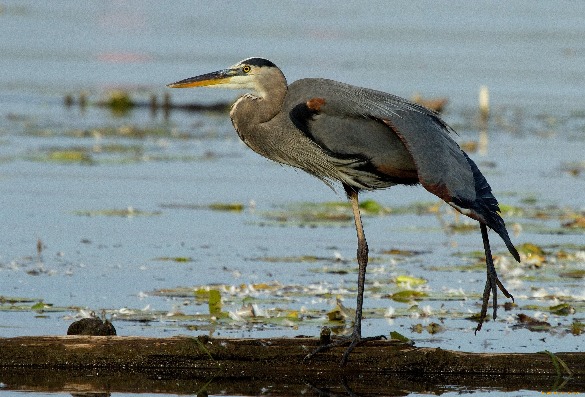 животные, цапли, водоем, бревно, серая, цапля