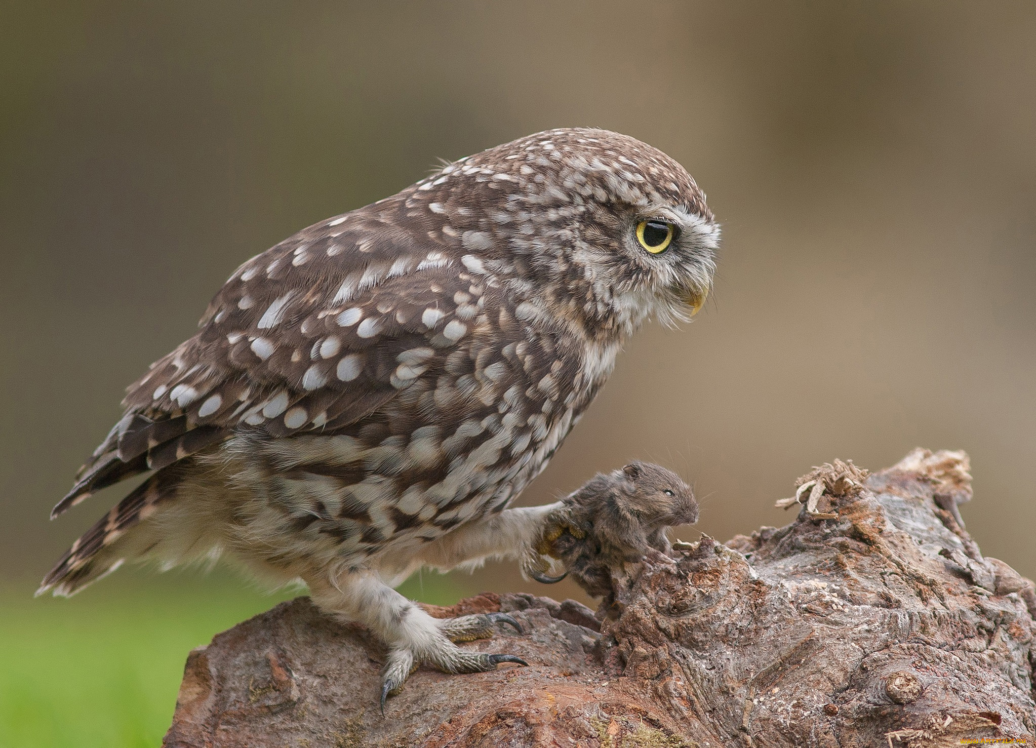 животные, совы, сова, мышь, добыча