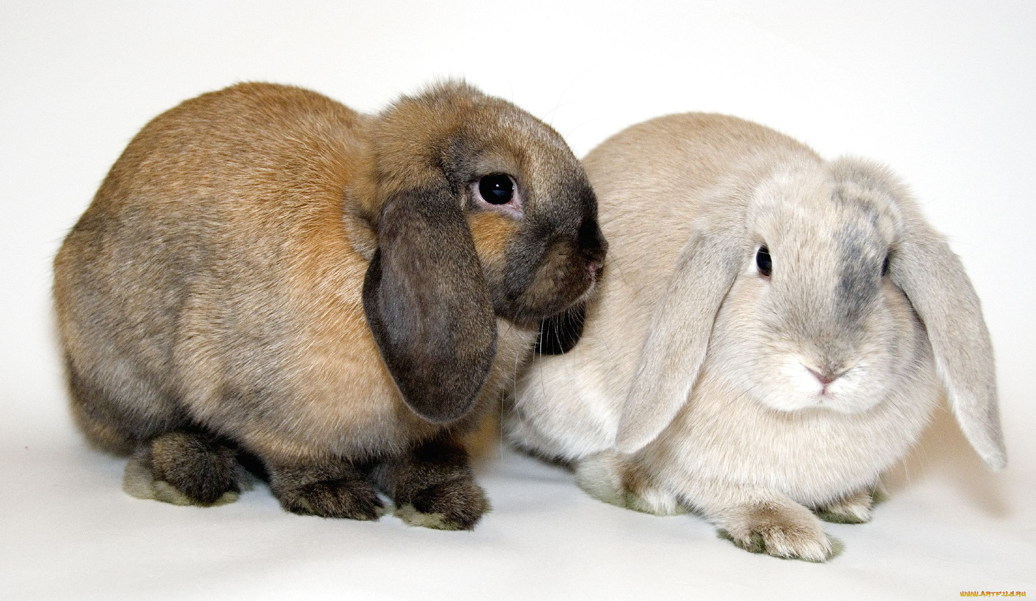 животные, кролики, зайцы