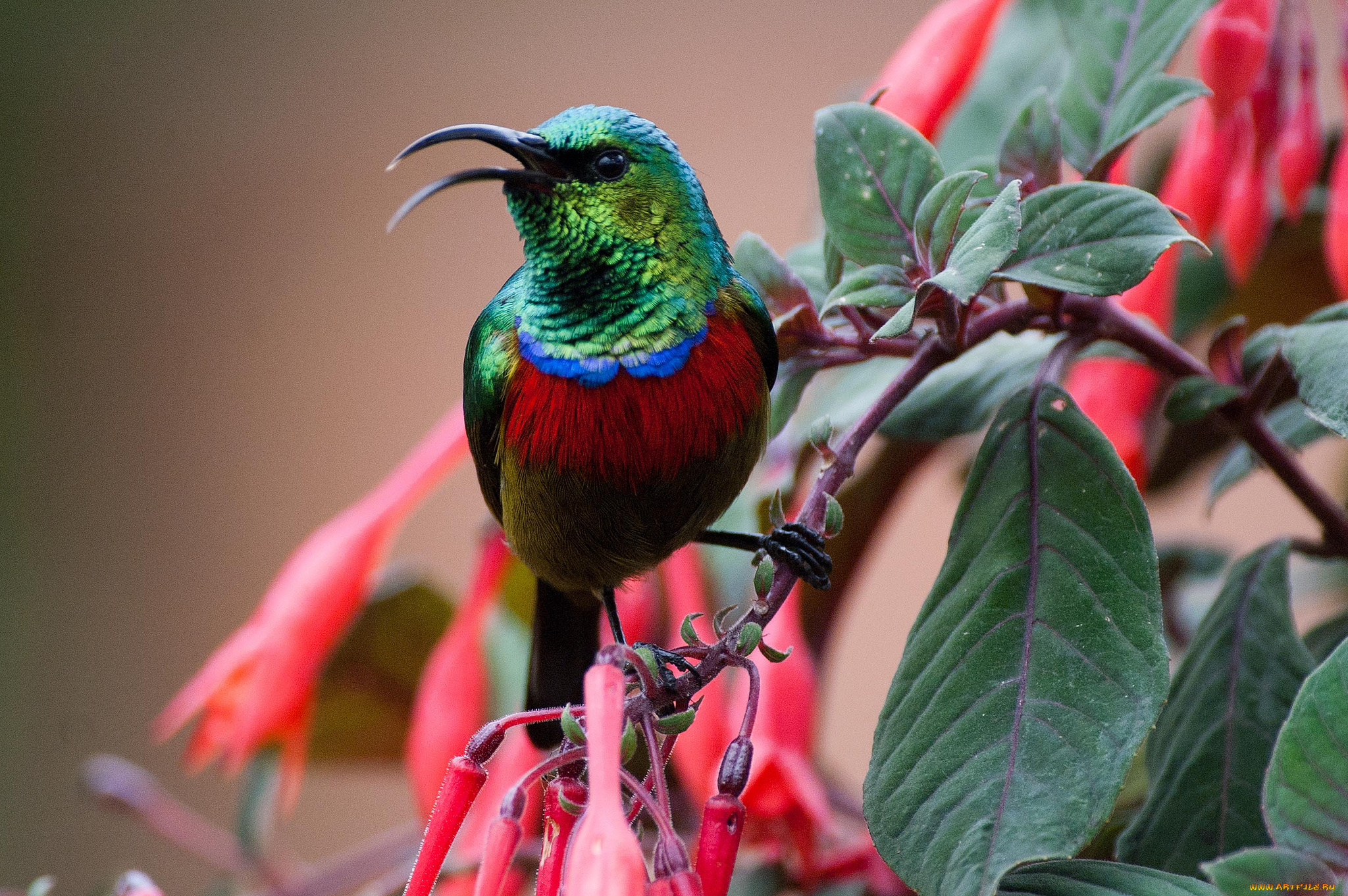 животные, птицы, дерево, ветка, листья, цветы, птица
