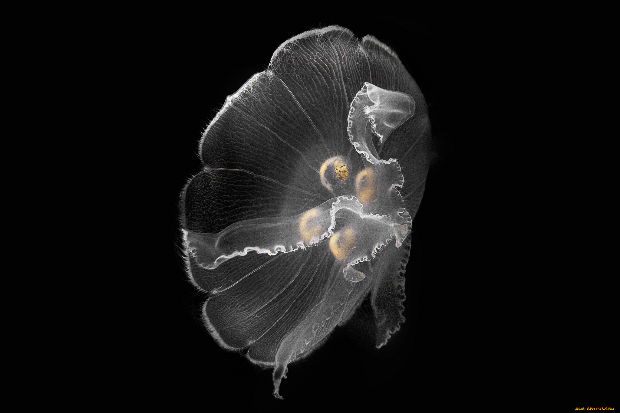 животные, медузы, океан, медуза