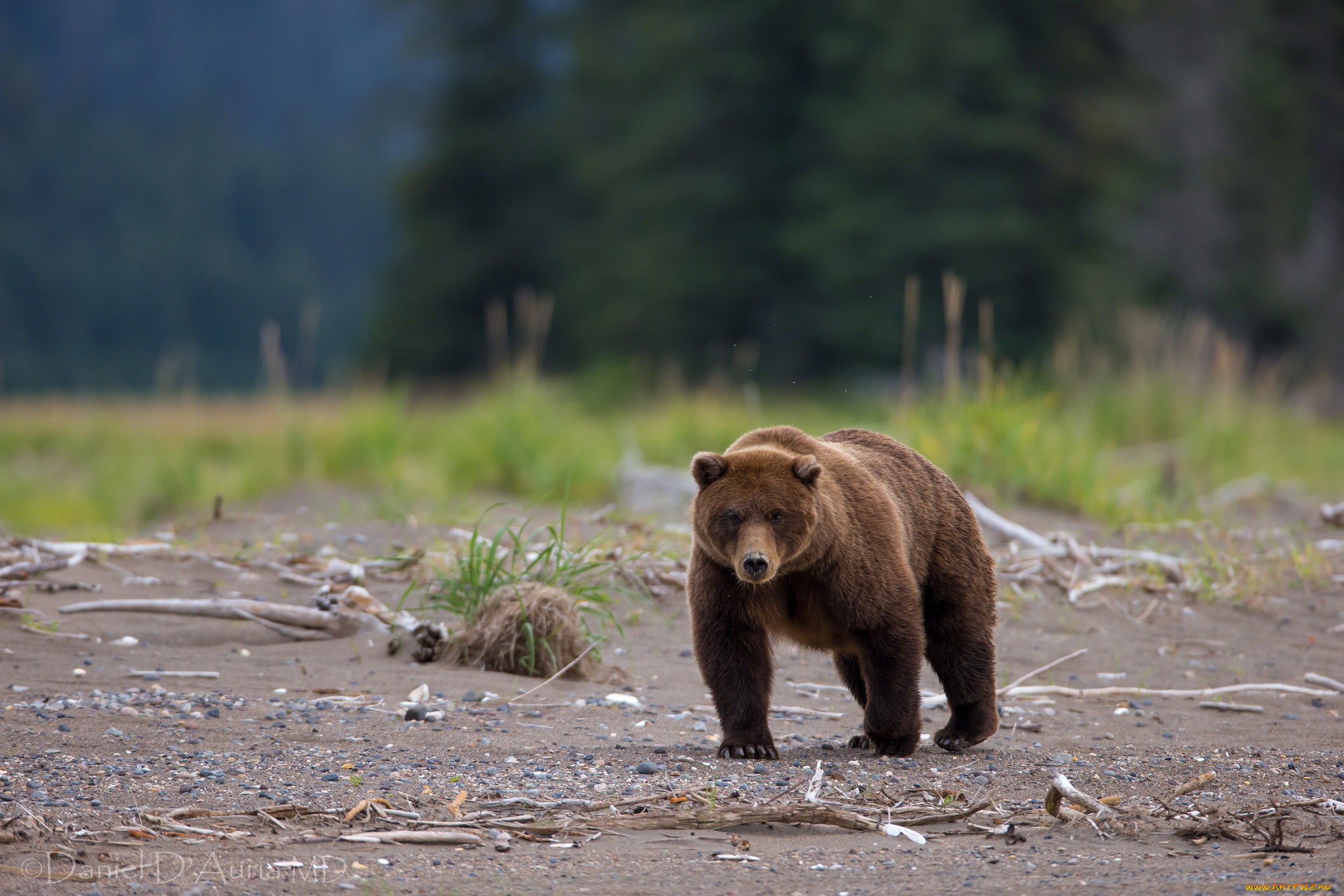 животные, медведи, бурый