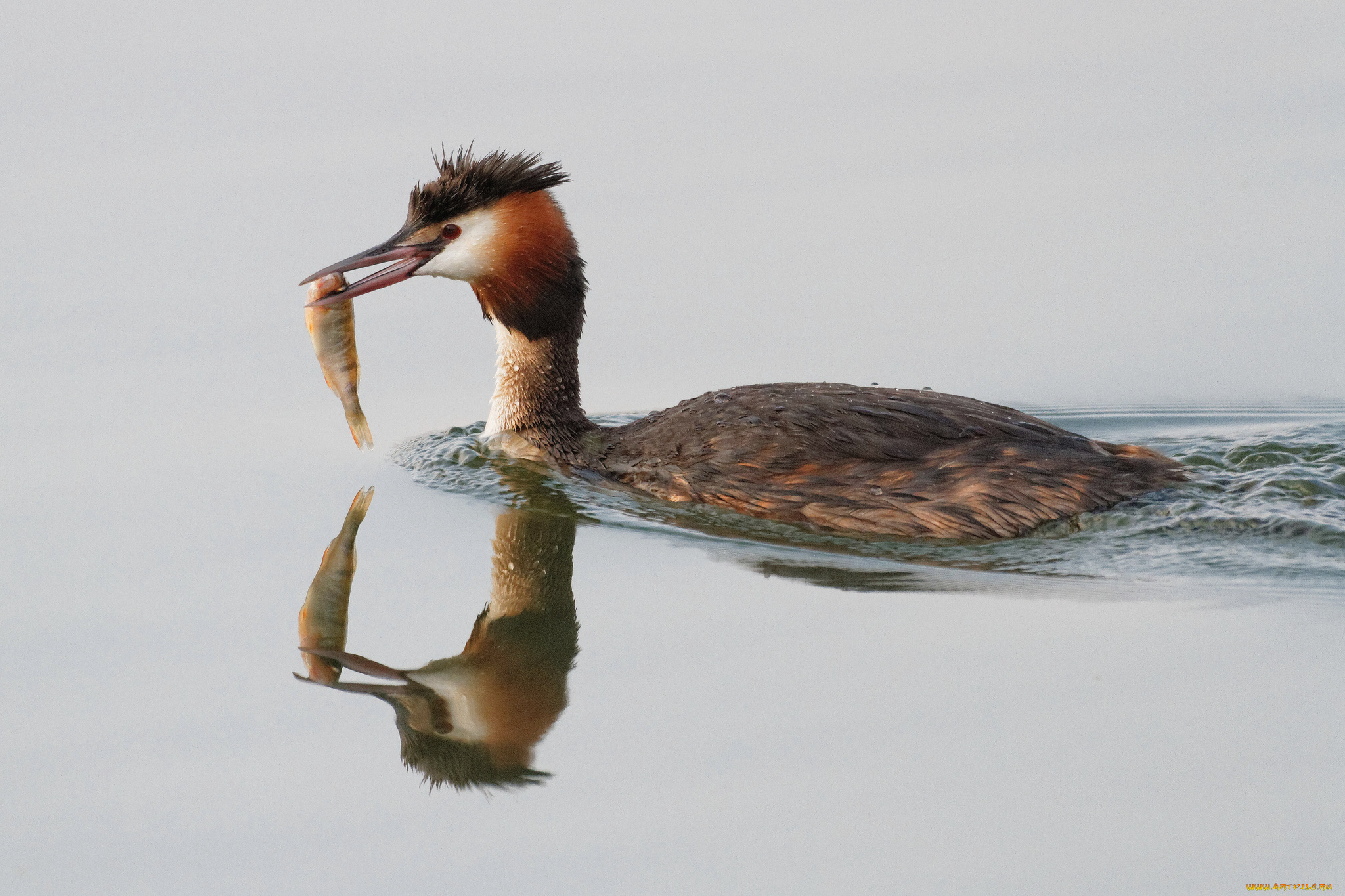 животные, птицы, птица, поганка, рыбка, улов