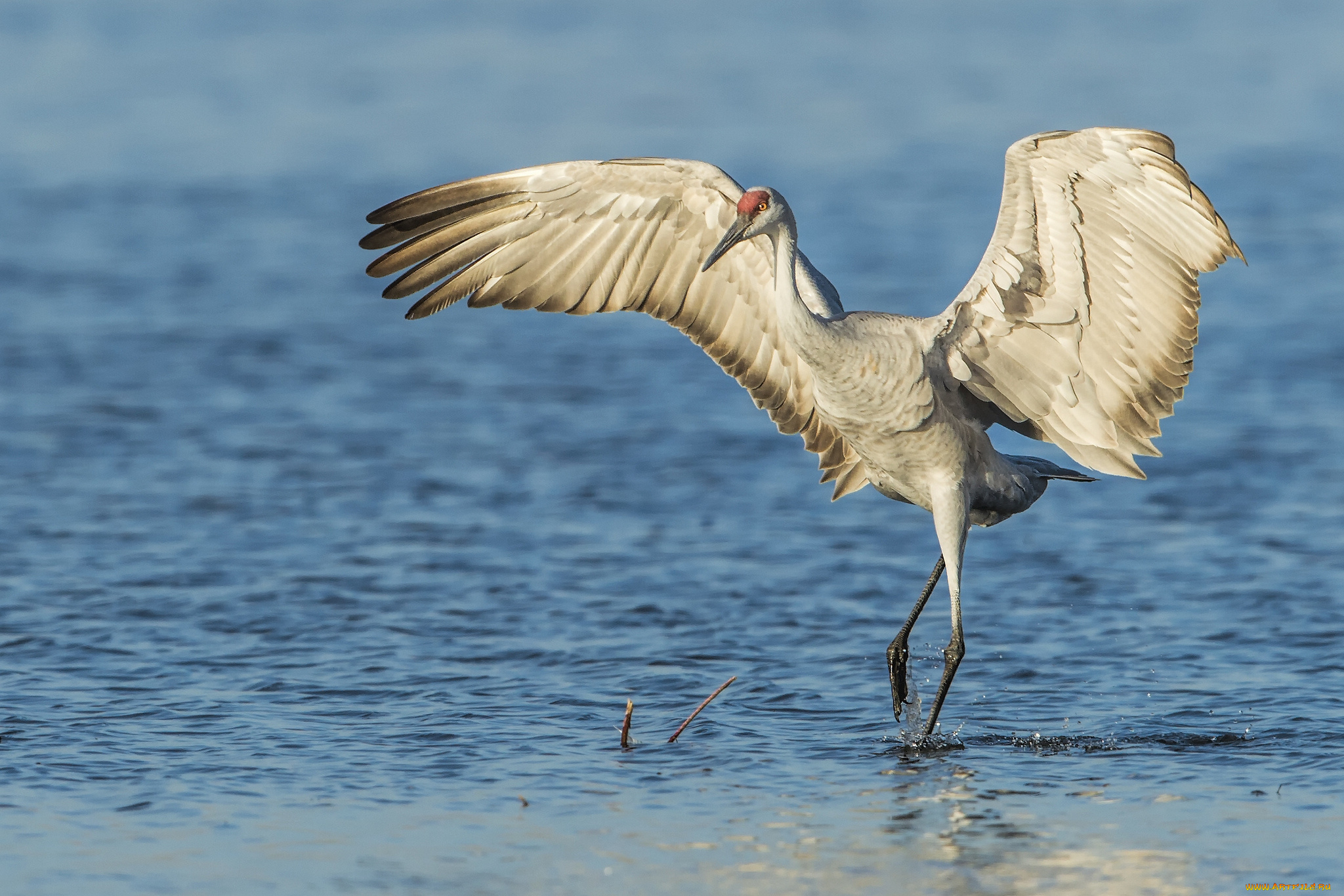 животные, журавли, вода, канадский, журавль, крылья