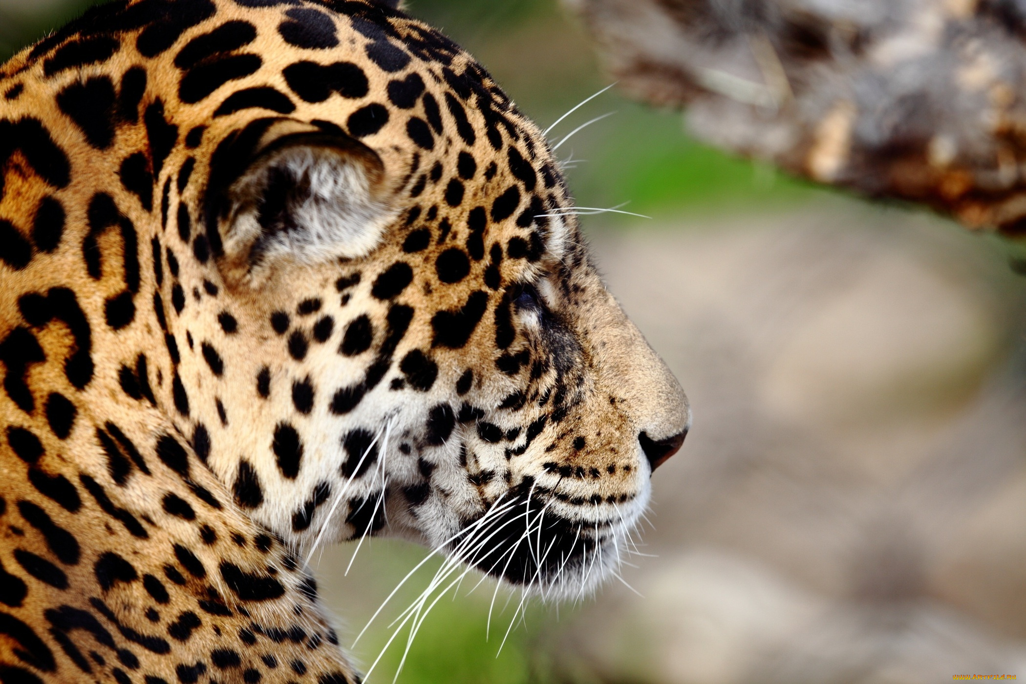 животные, Ягуары, ягуар, морда