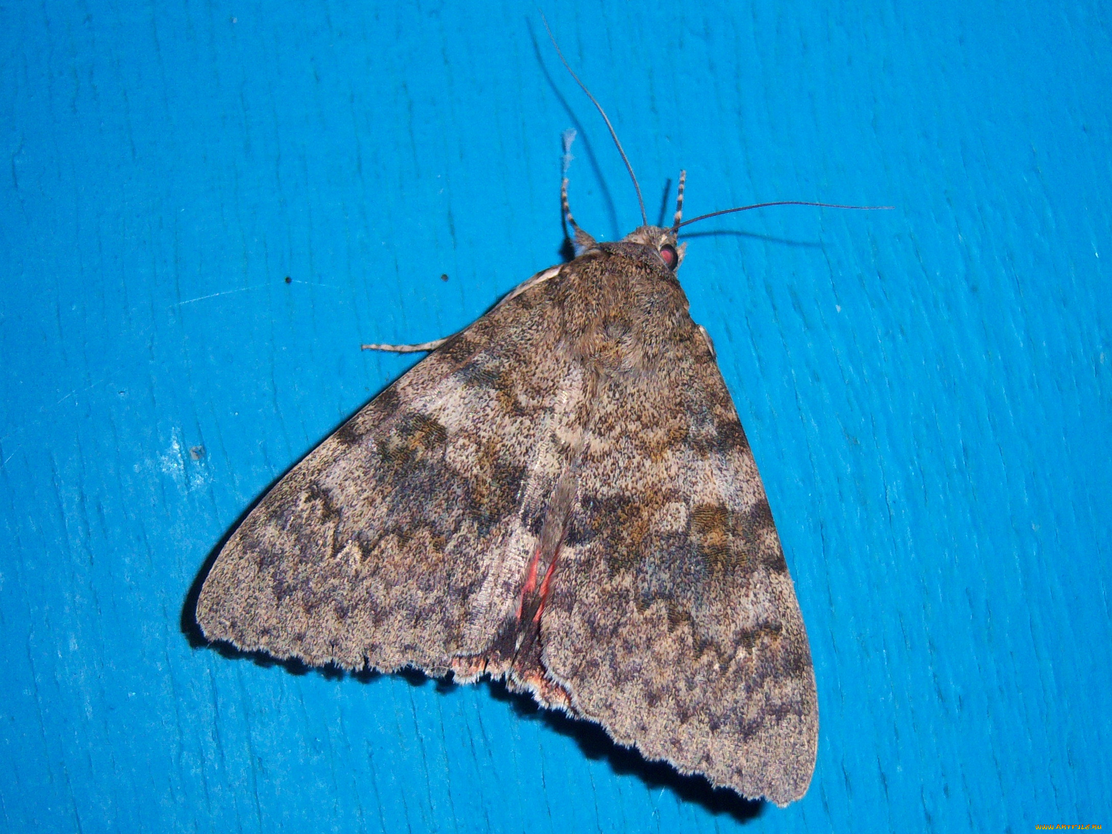 животные, бабочки, насекомое