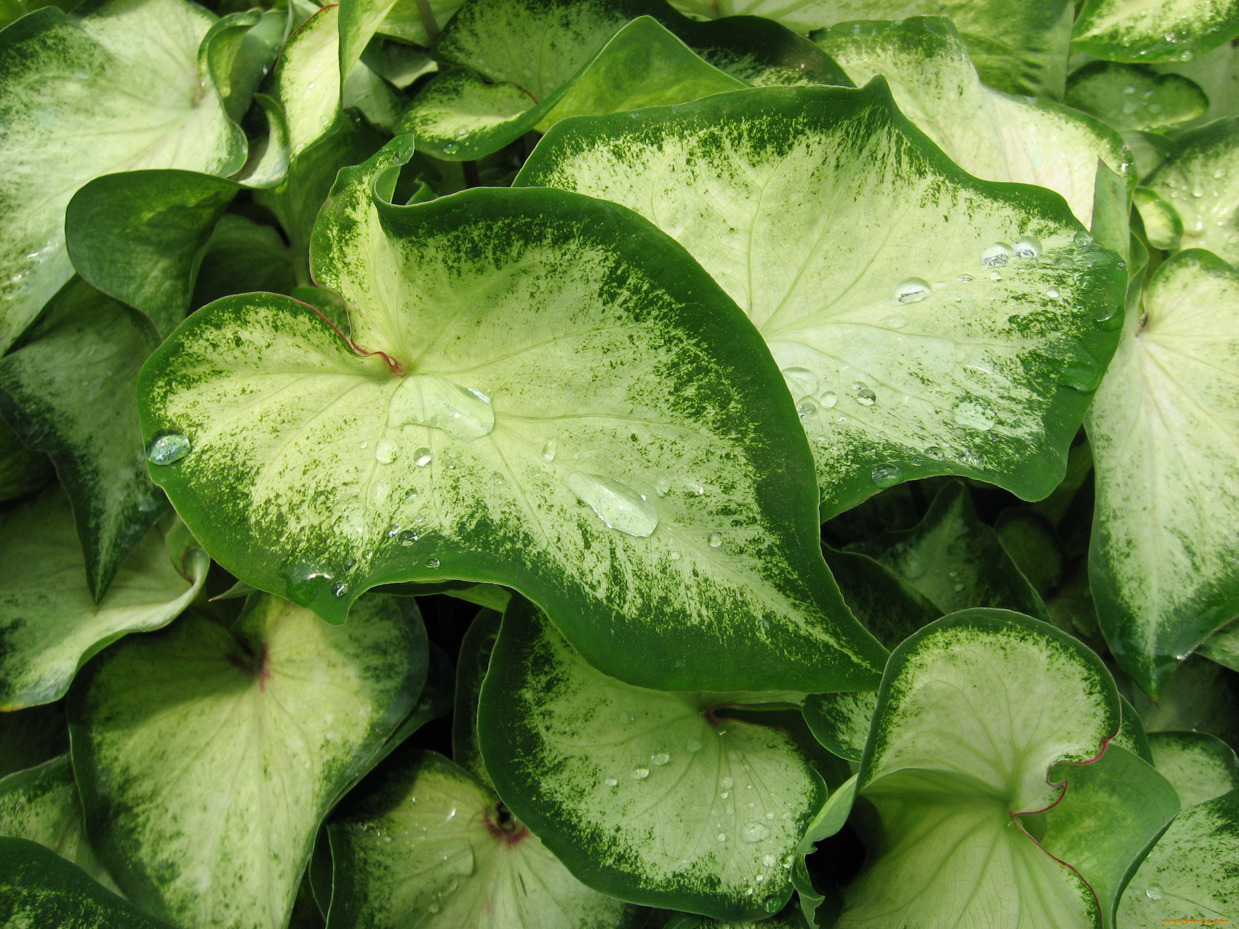 цветы, колеусы, каладиумы, каладиум