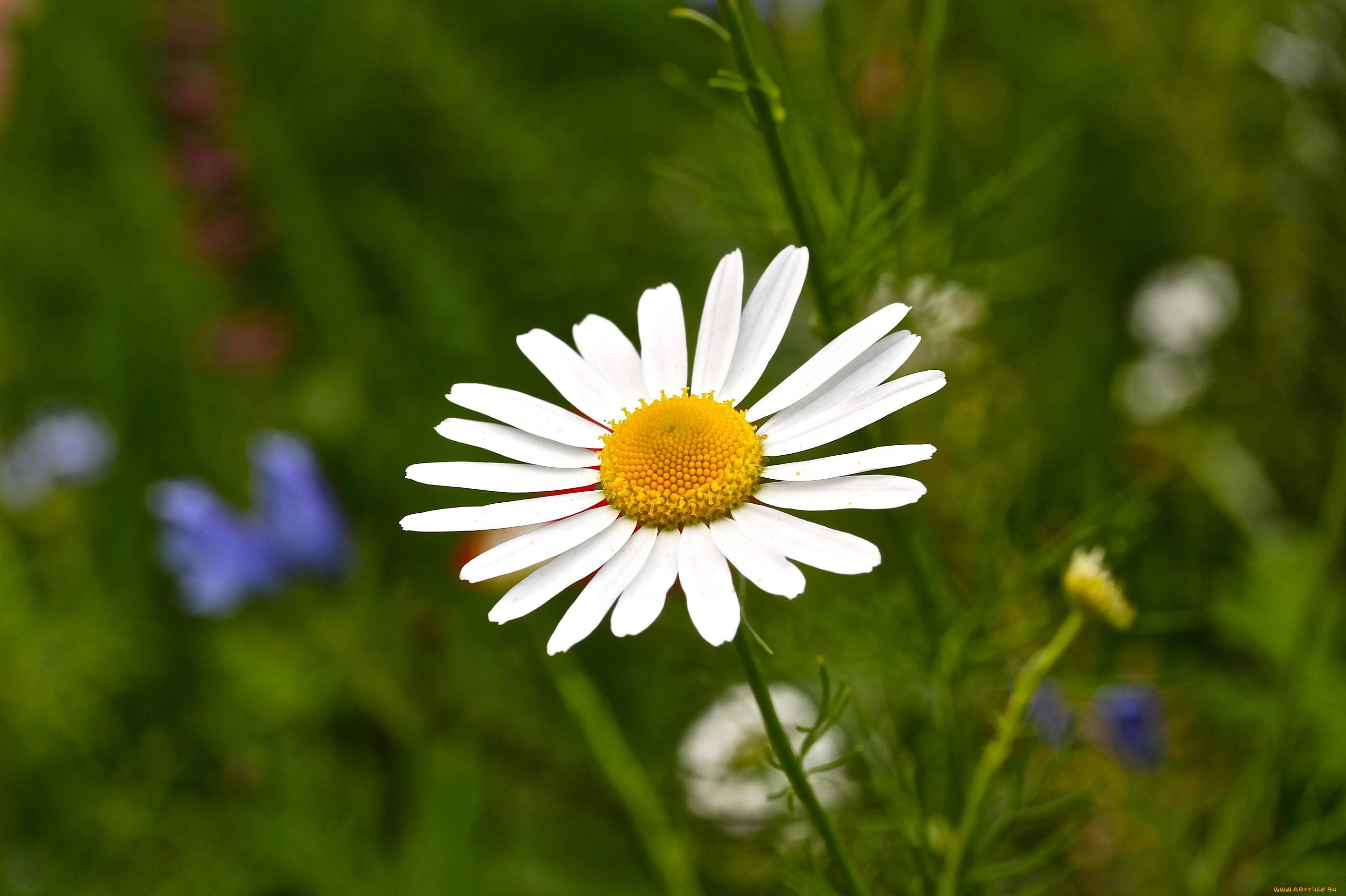 цветы, ромашки, ромашка, одна