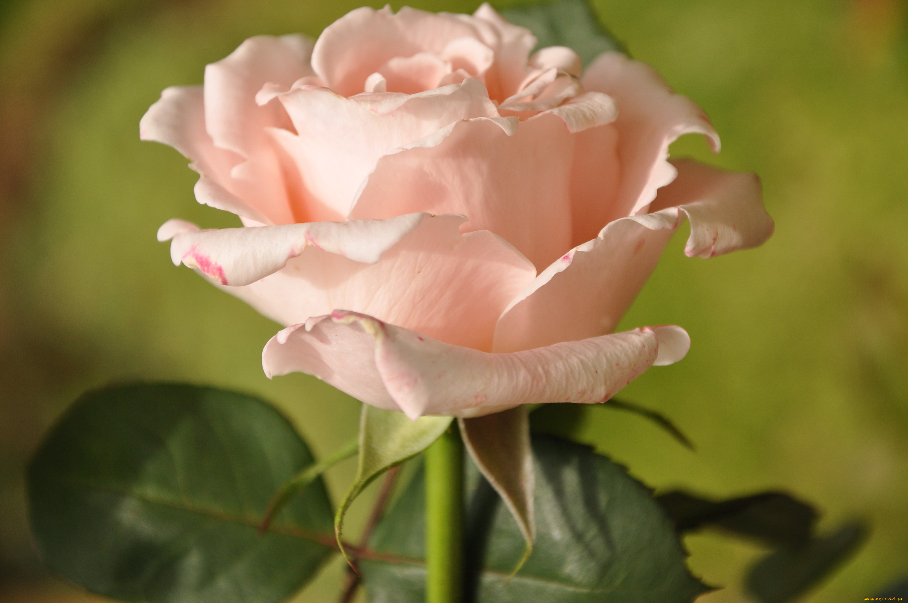 цветы, розы, розовая, роза