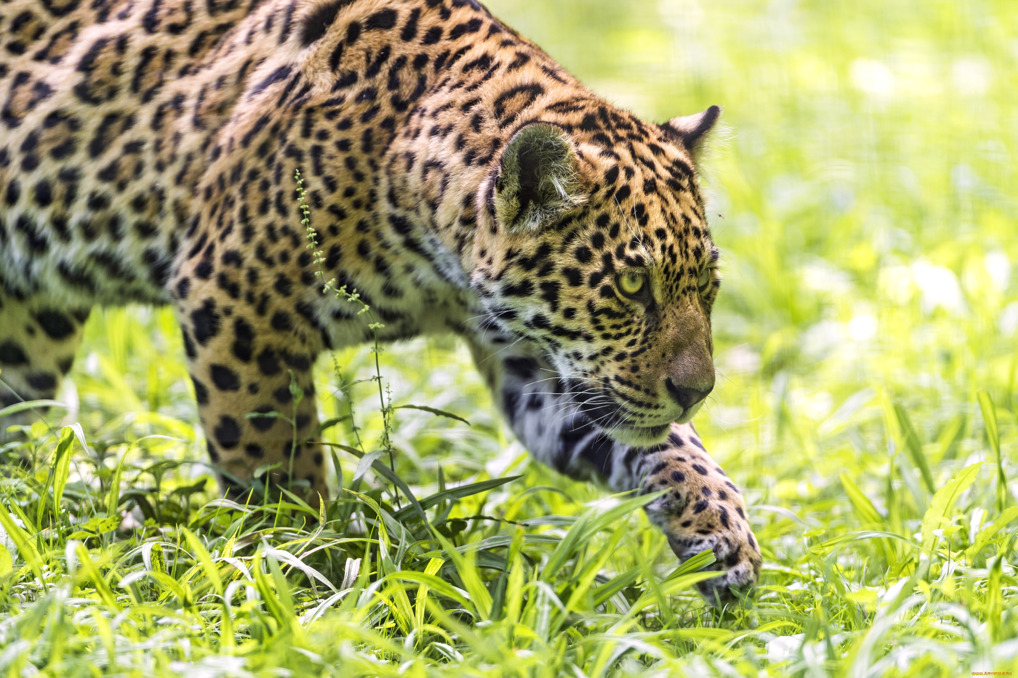 животные, Ягуары, кошка