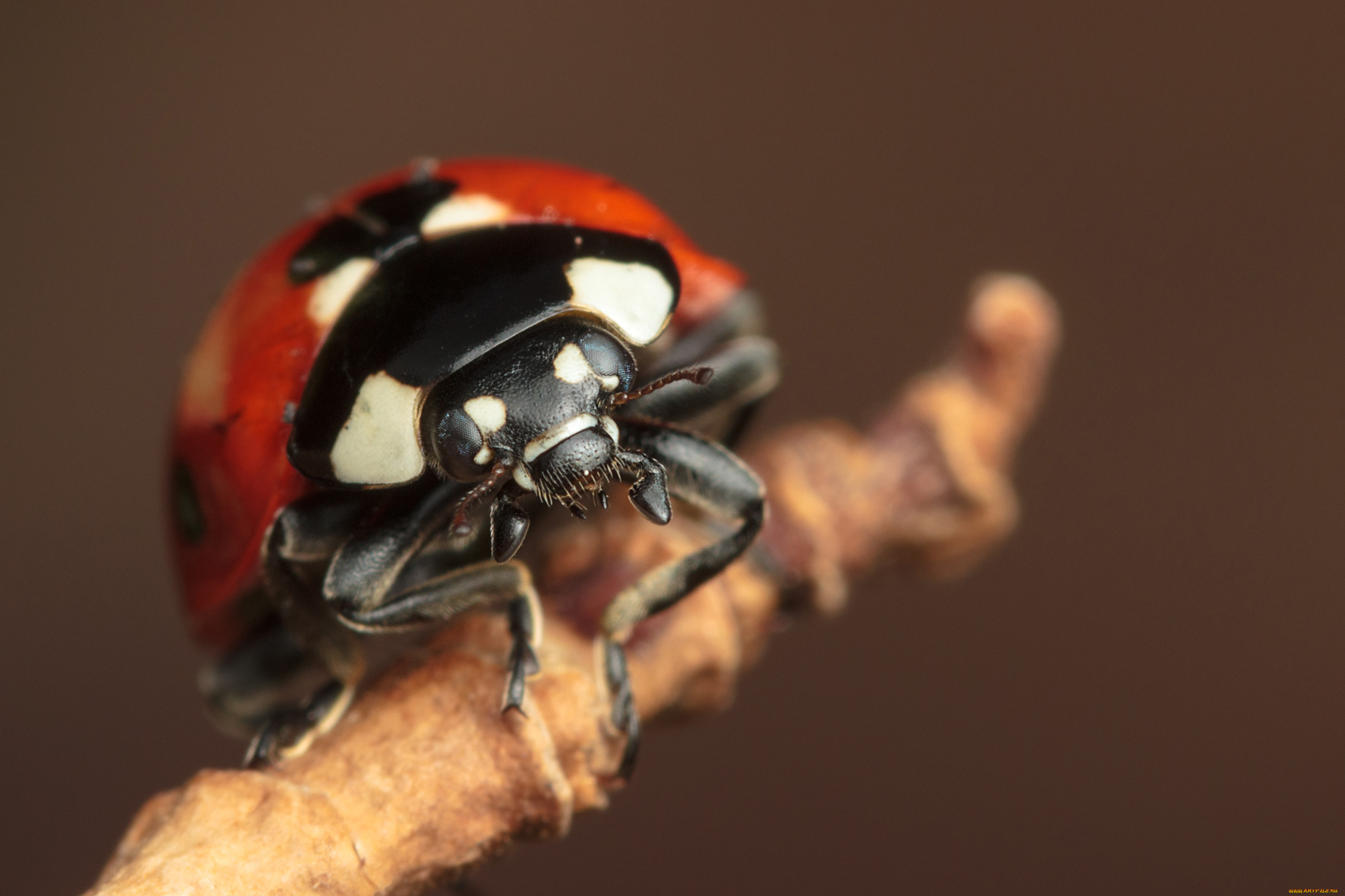 животные, божьи, коровки, макро