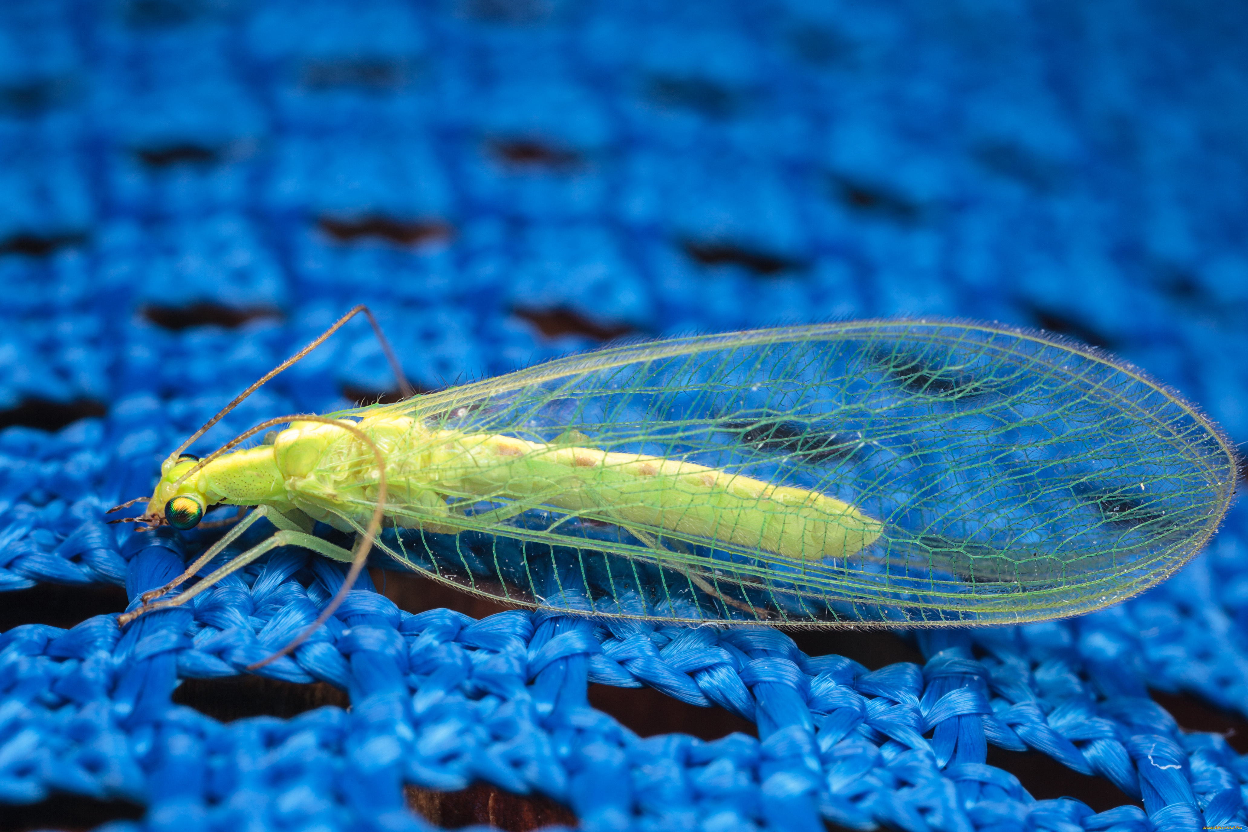 златоглазка, животные, насекомые, макро