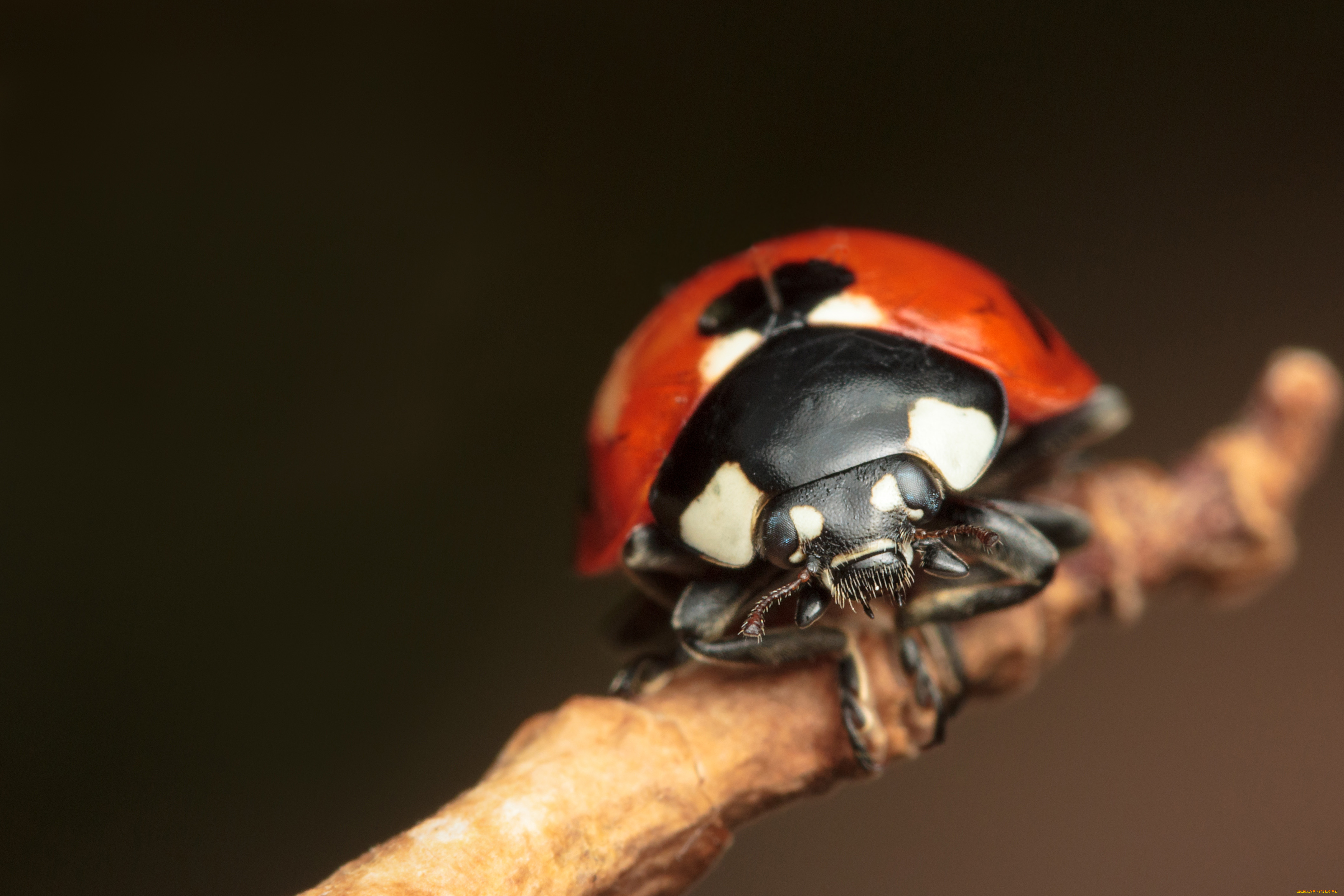 животные, божьи, коровки, макро