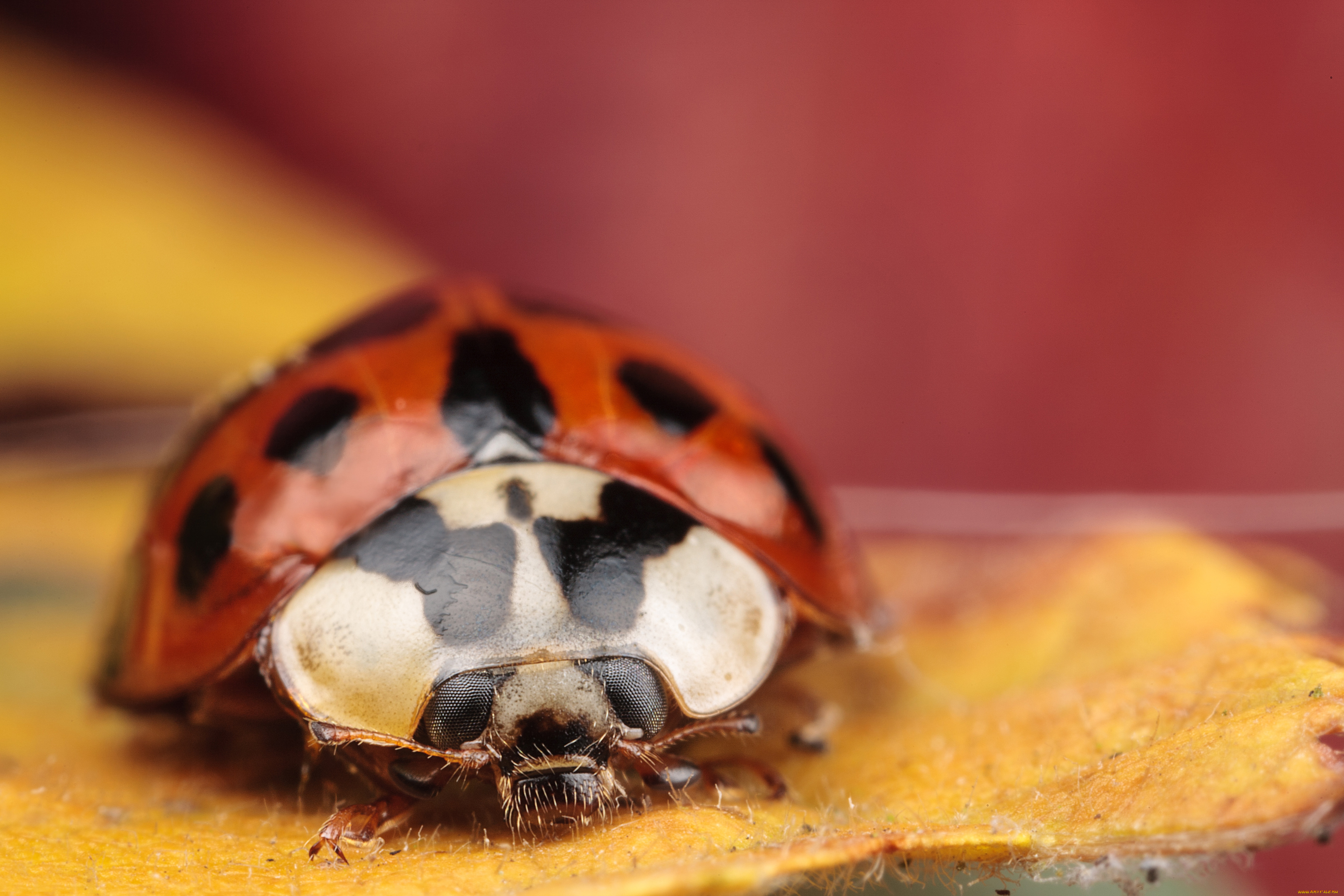 животные, божьи, коровки, пятна