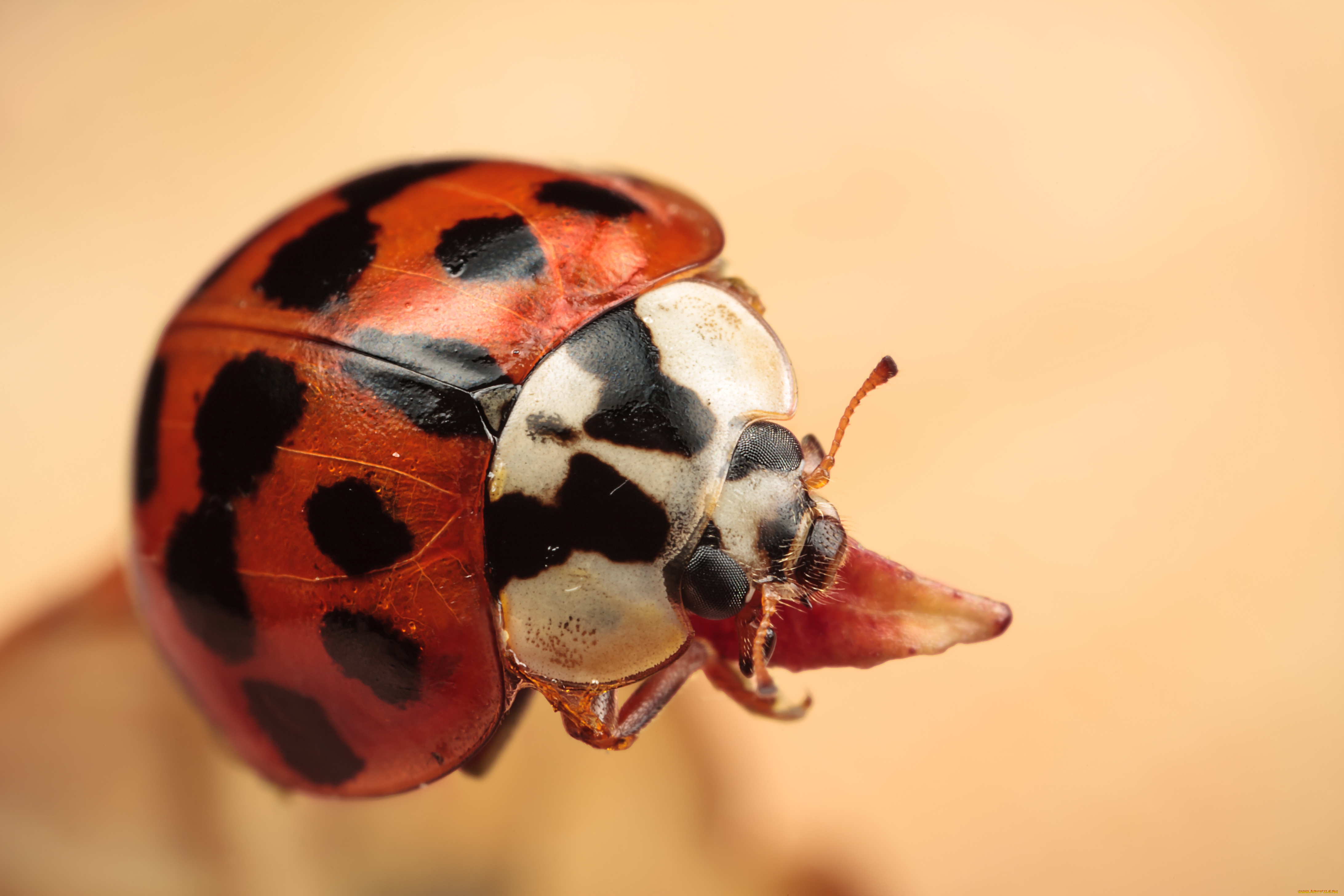 животные, божьи, коровки, пятна