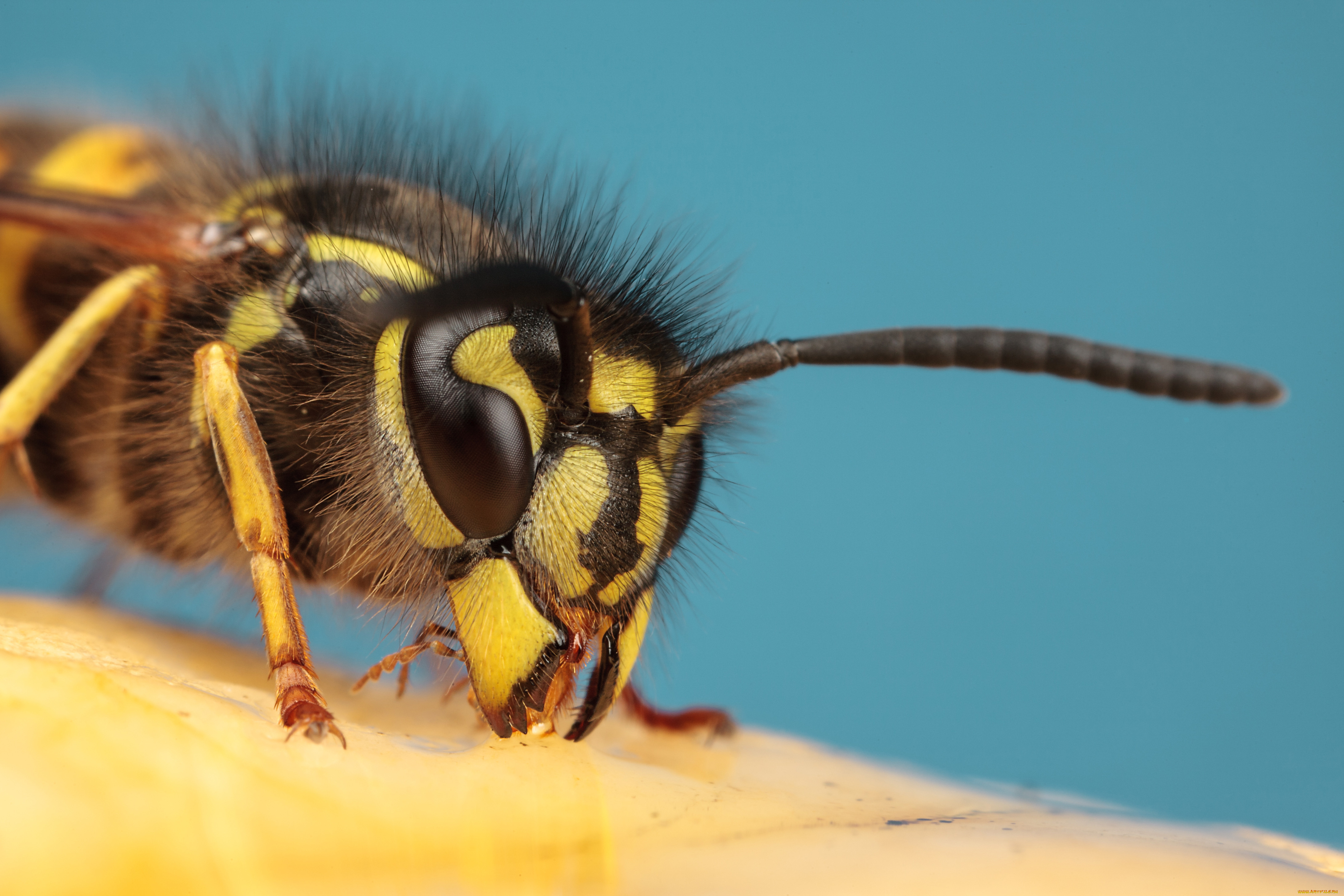 животные, пчелы, осы, шмели, макро