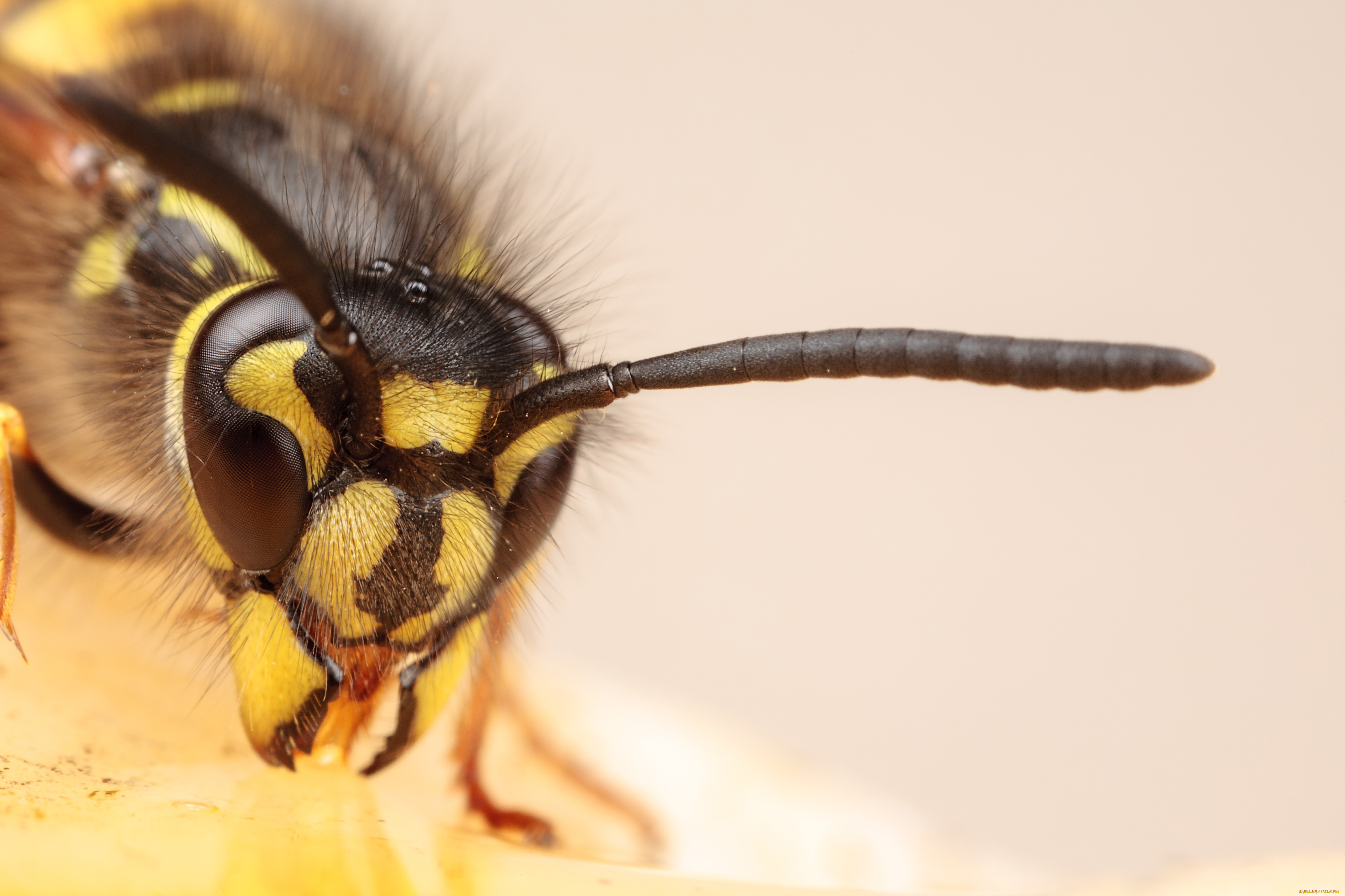 животные, пчелы, осы, шмели, макро