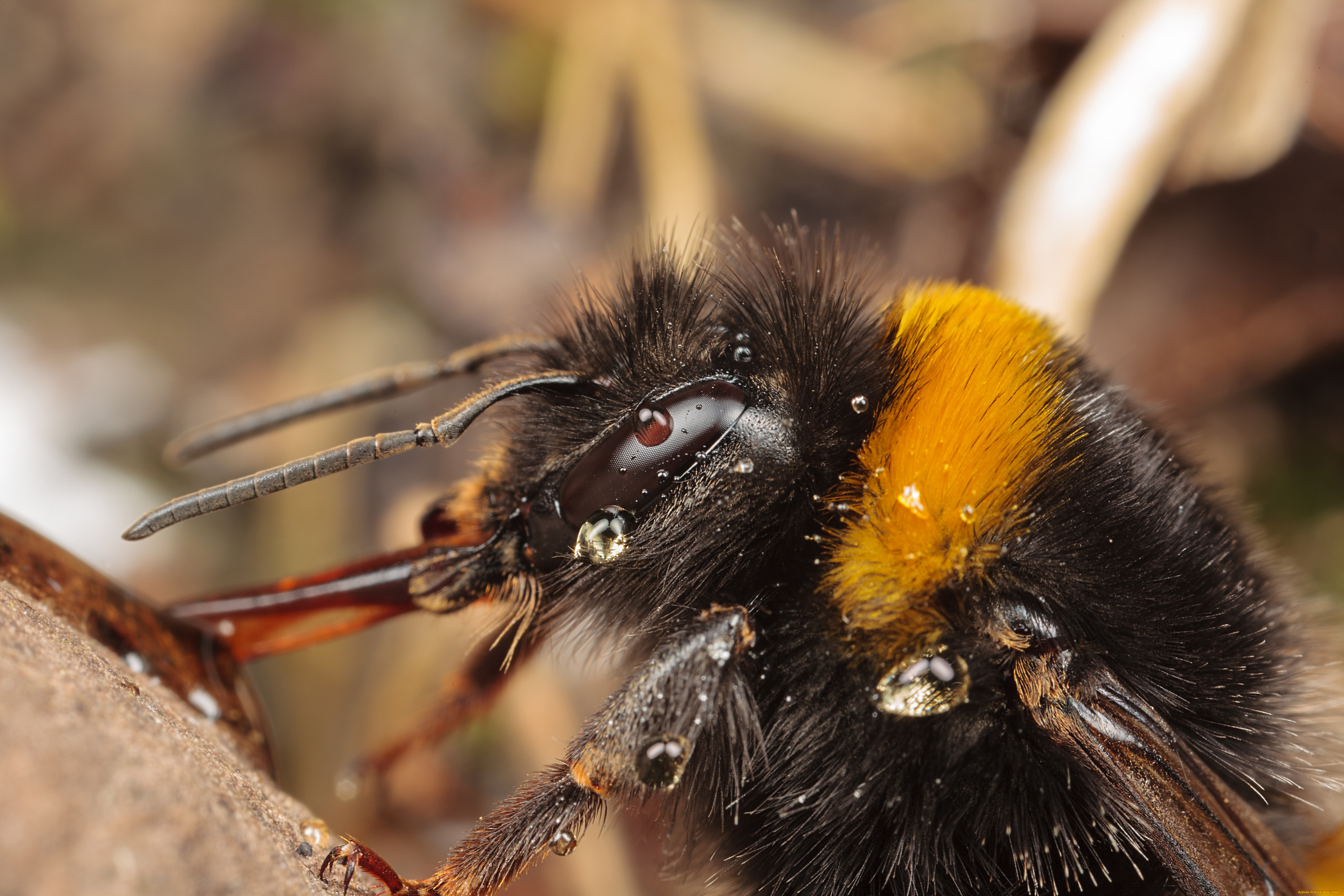 животные, пчелы, осы, шмели, макро