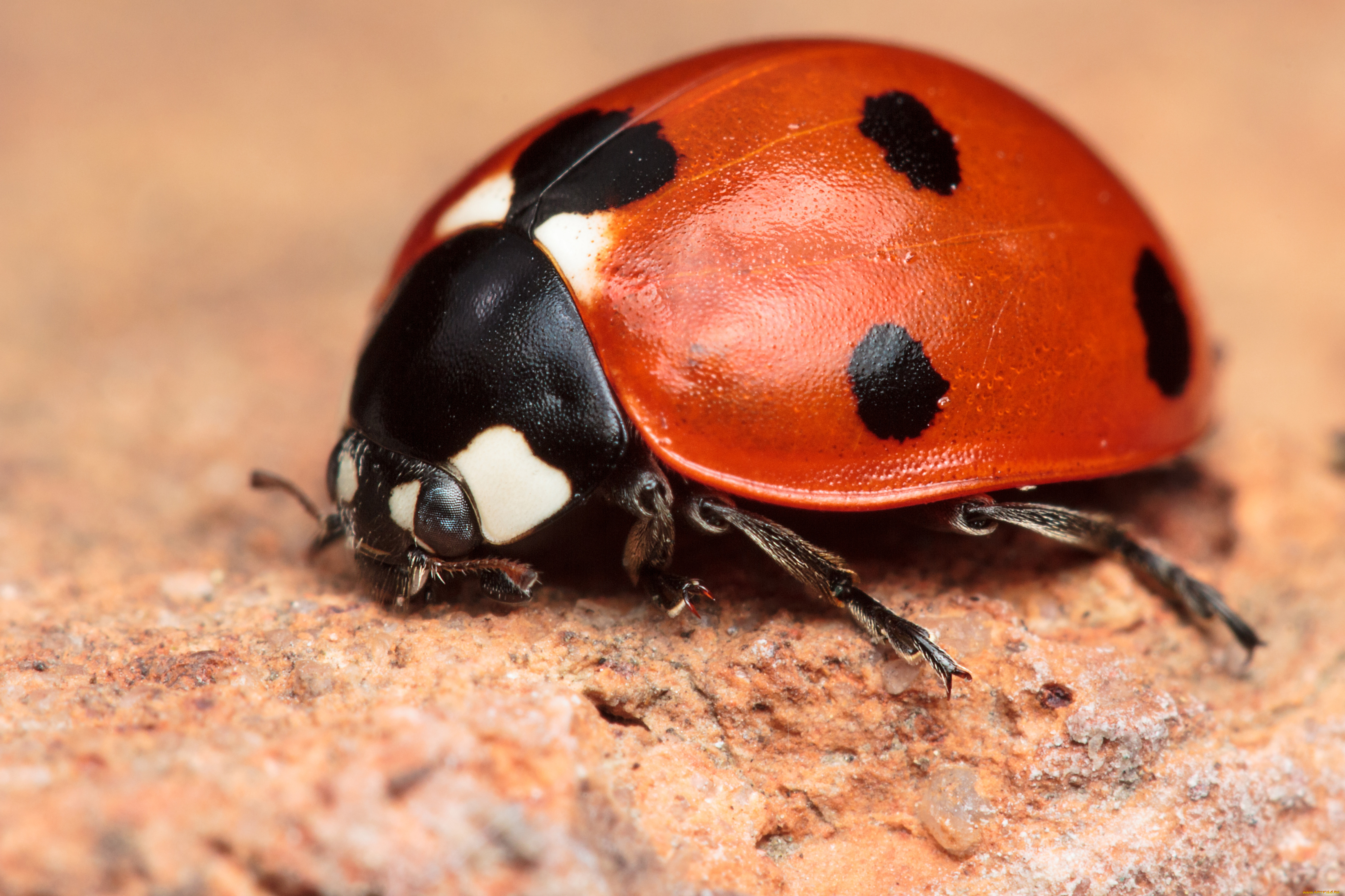 животные, божьи, коровки, пятна