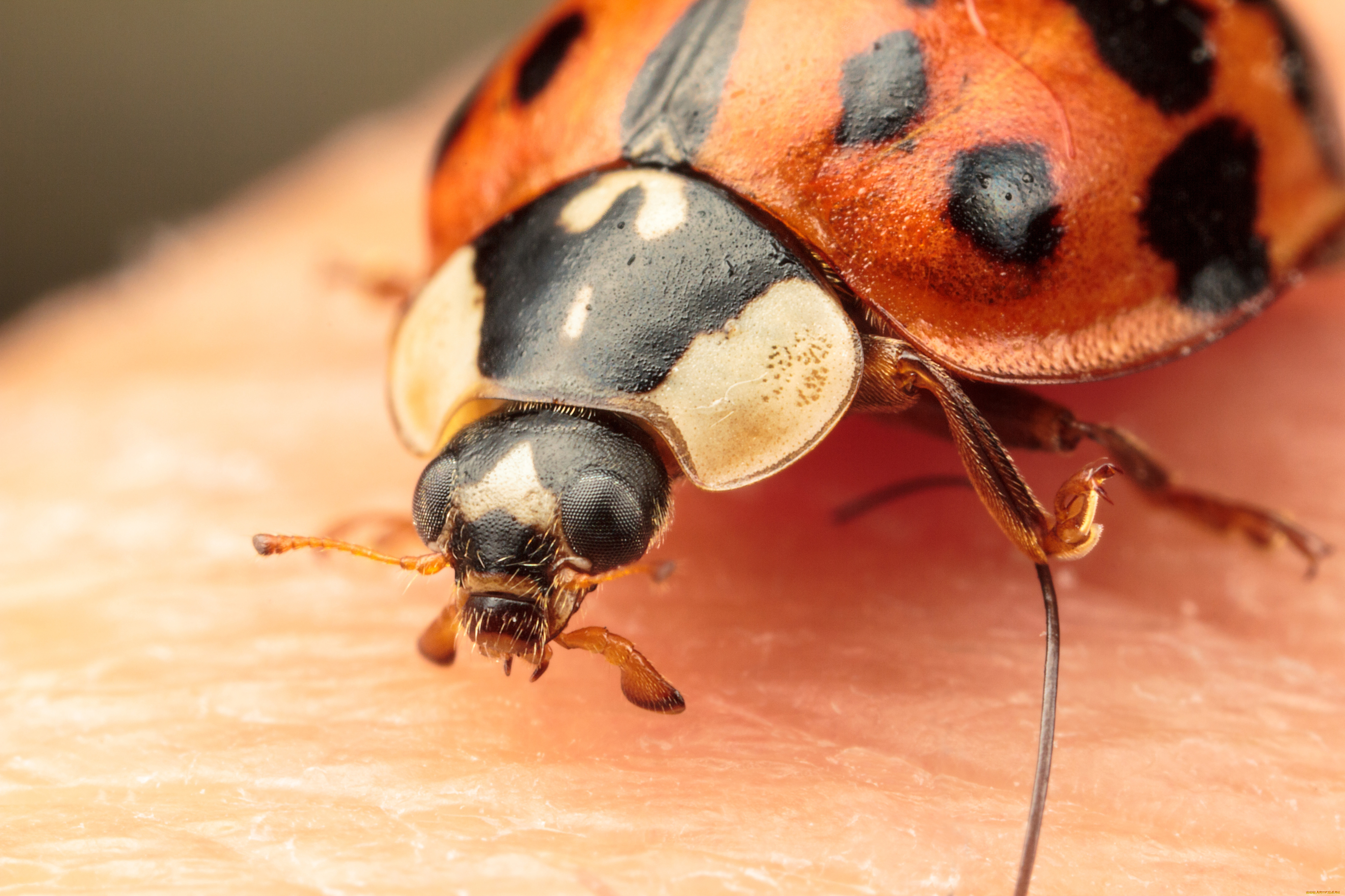 животные, божьи, коровки, макро