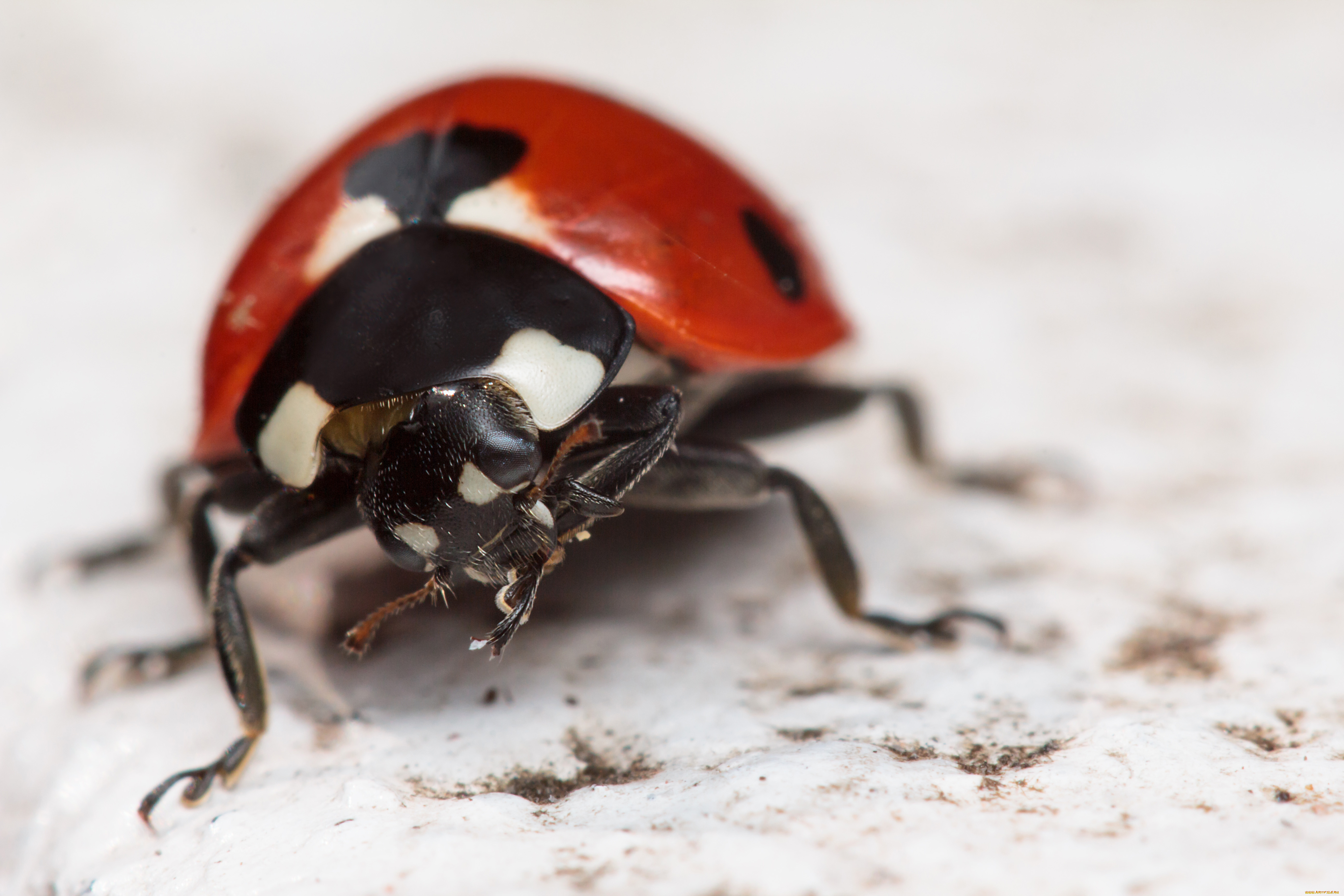 животные, божьи, коровки, макро