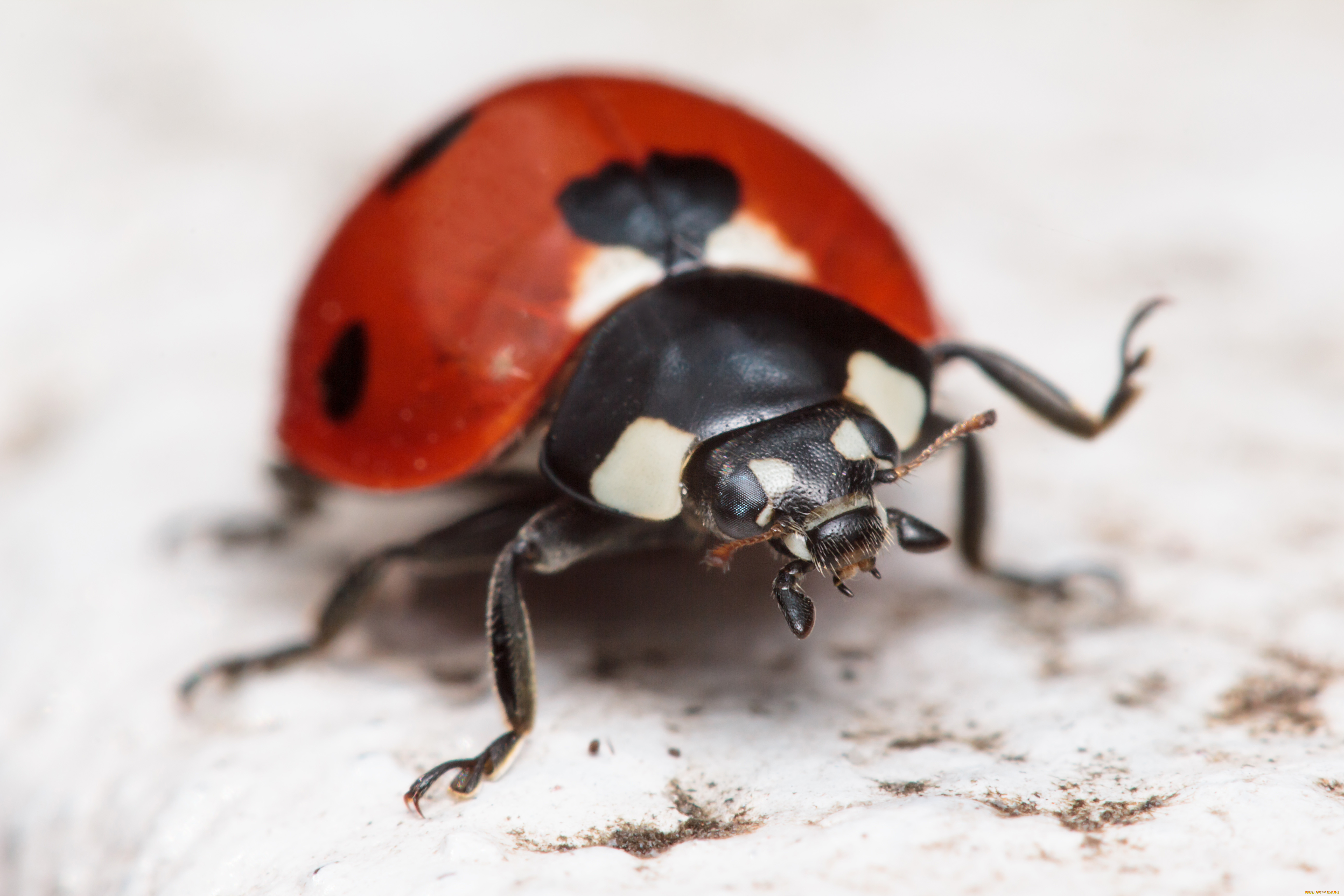 животные, божьи, коровки, макро