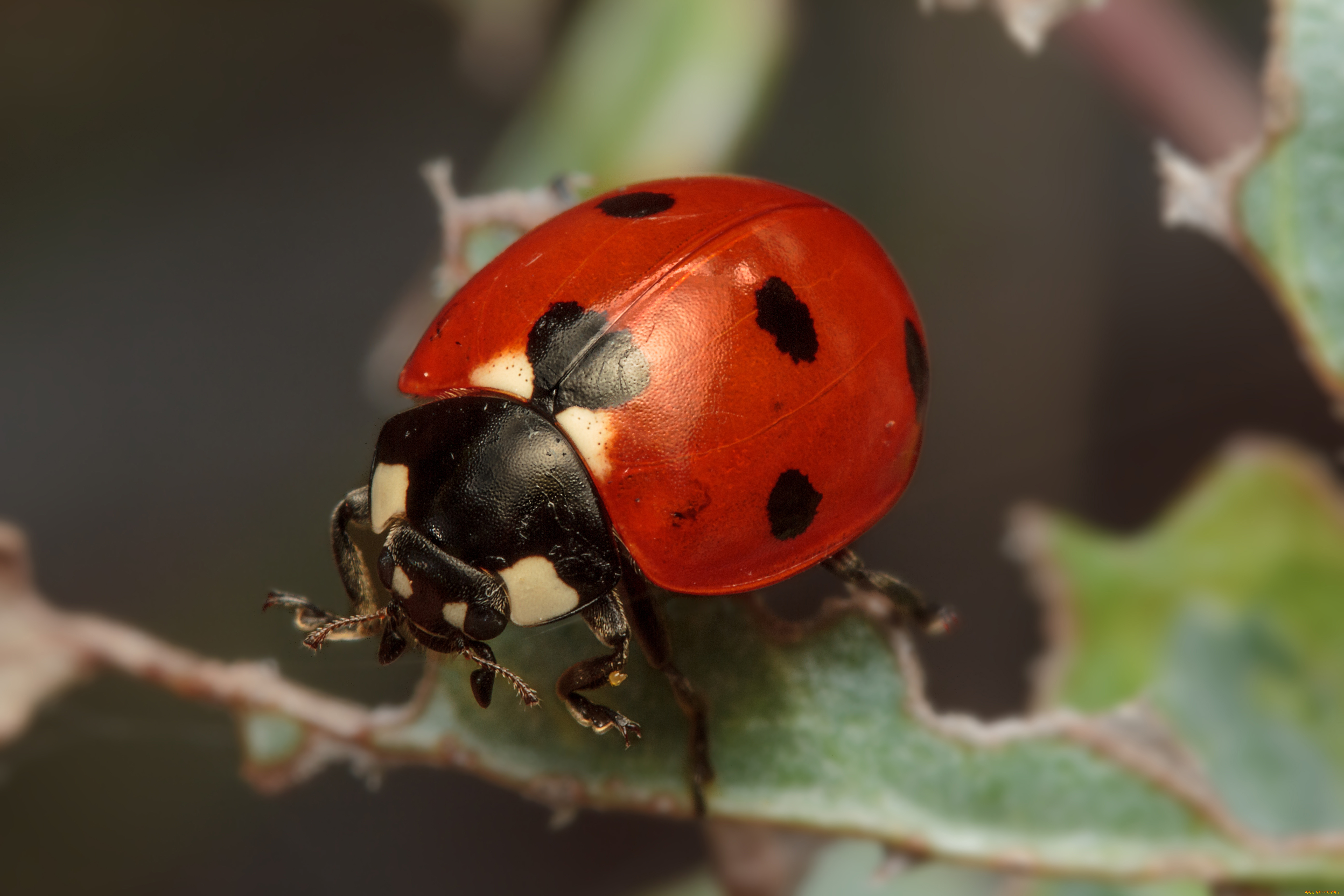 животные, божьи, коровки, пятна