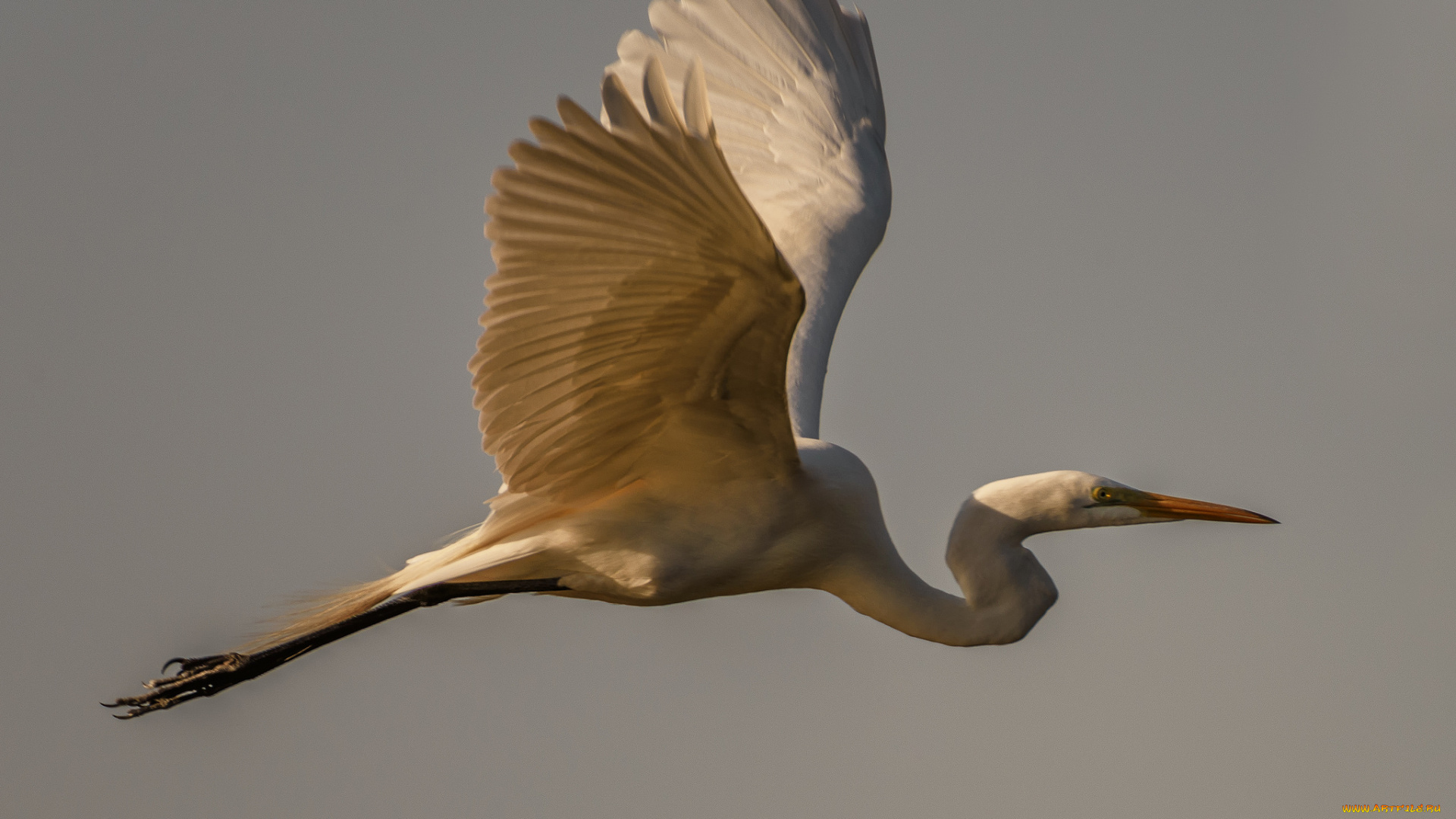 животные, аисты, аист, белый