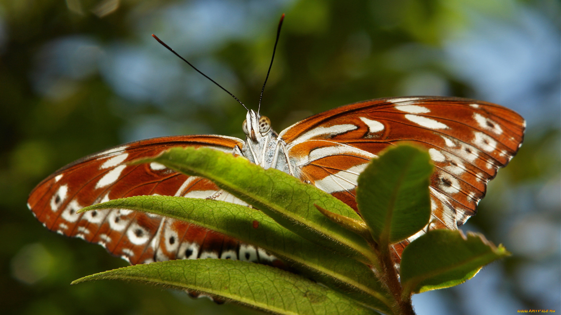 животные, бабочки, itchydogimages, бабочка, листья, макро