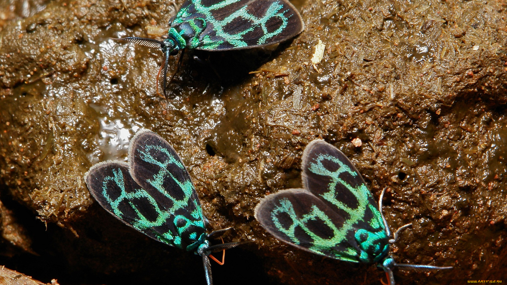 животные, бабочки, itchydogimages, трио, сырость, усики, крылья, макро, узор