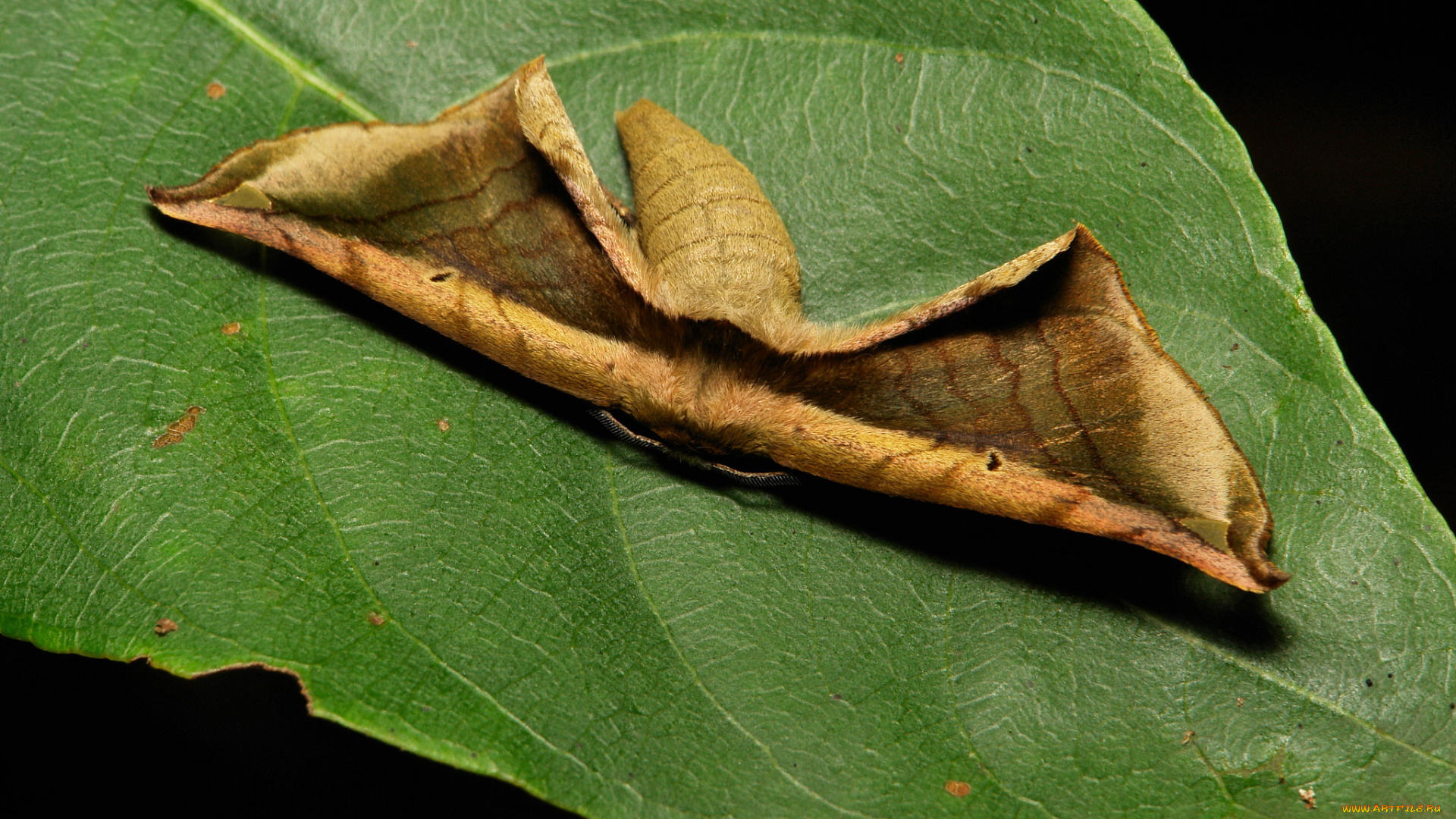 животные, бабочки, мотылёк, лист, макро, itchydogimages