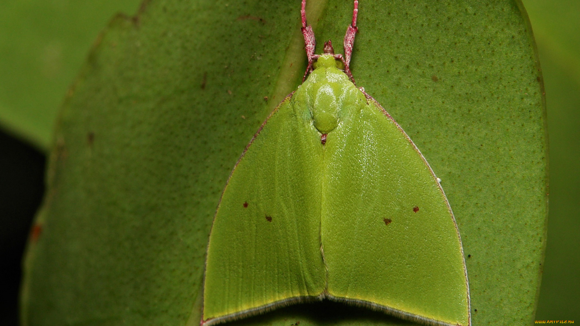 животные, бабочки, насекомое, макро, itchydogimages, зелёный, мотылёк, усики