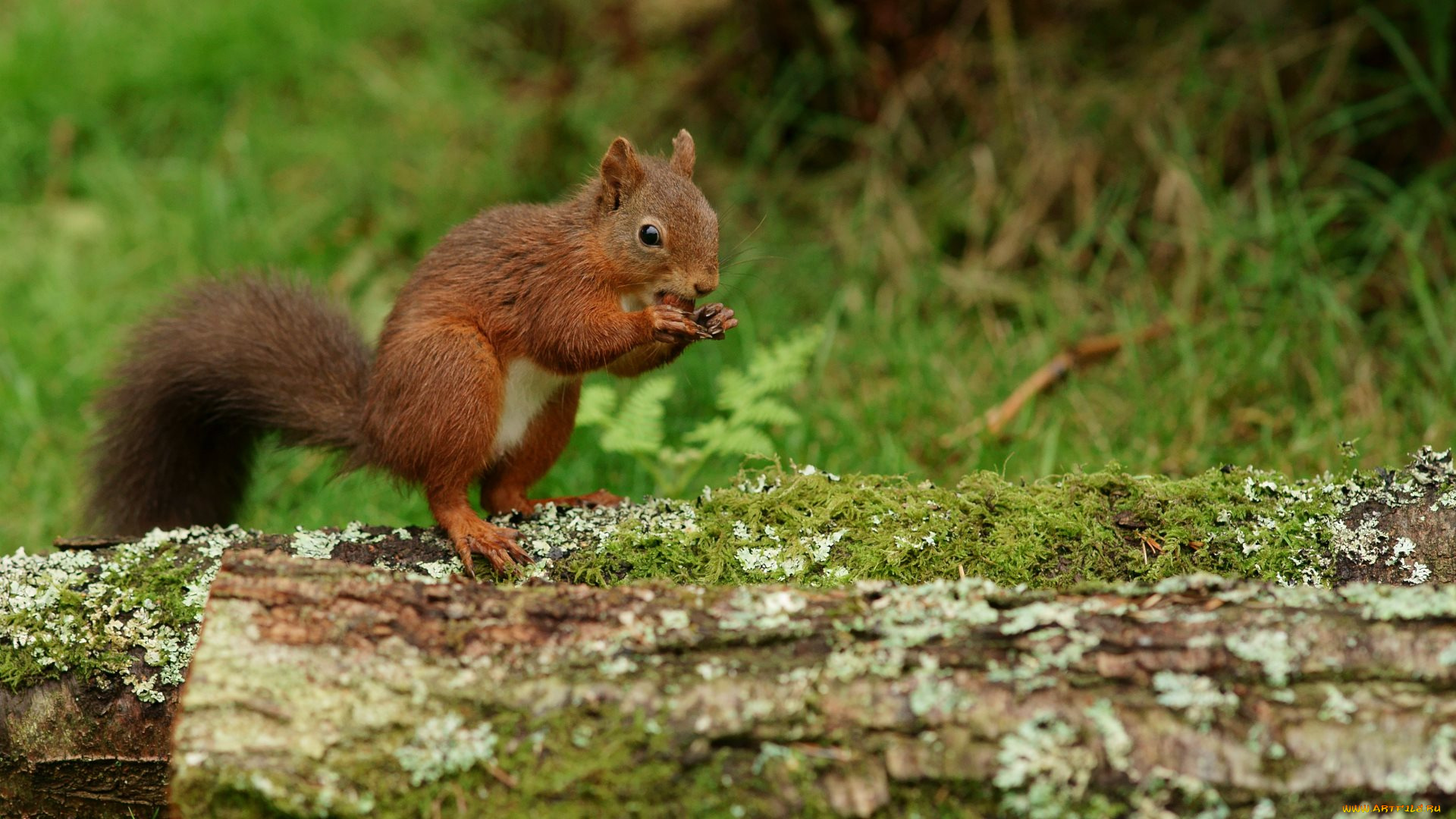 животные, белки, ветка, белка