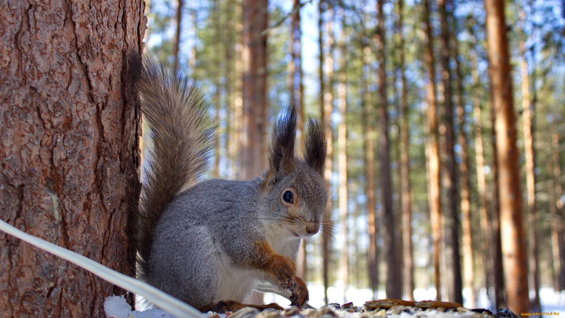 животные, белки, зима, лес, кормушка, белка, природа, белочка