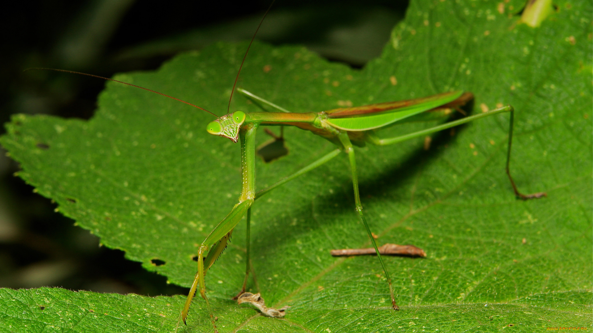 животные, богомолы, богомол, макро, itchydogimages, насекомое, лист