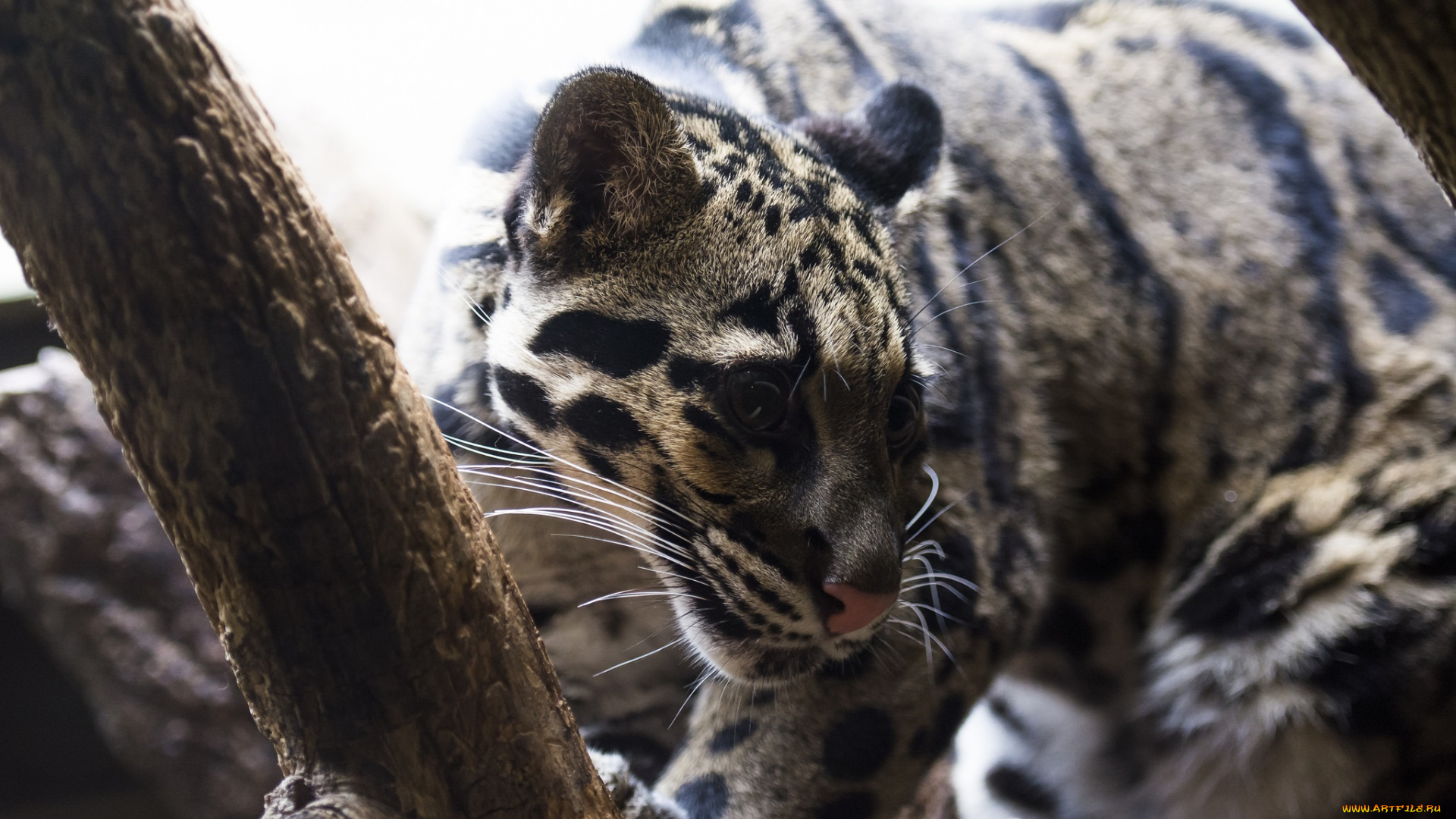 животные, дымчатые, леопарды, хищник, морда, свет, ветка