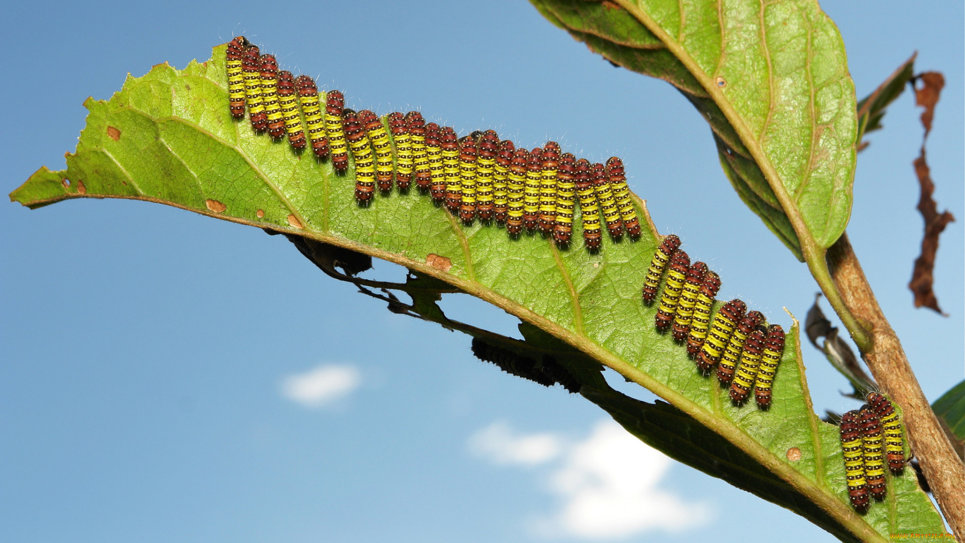 животные, гусеницы, много, лист, полосатые, небо, макро, itchydogimages