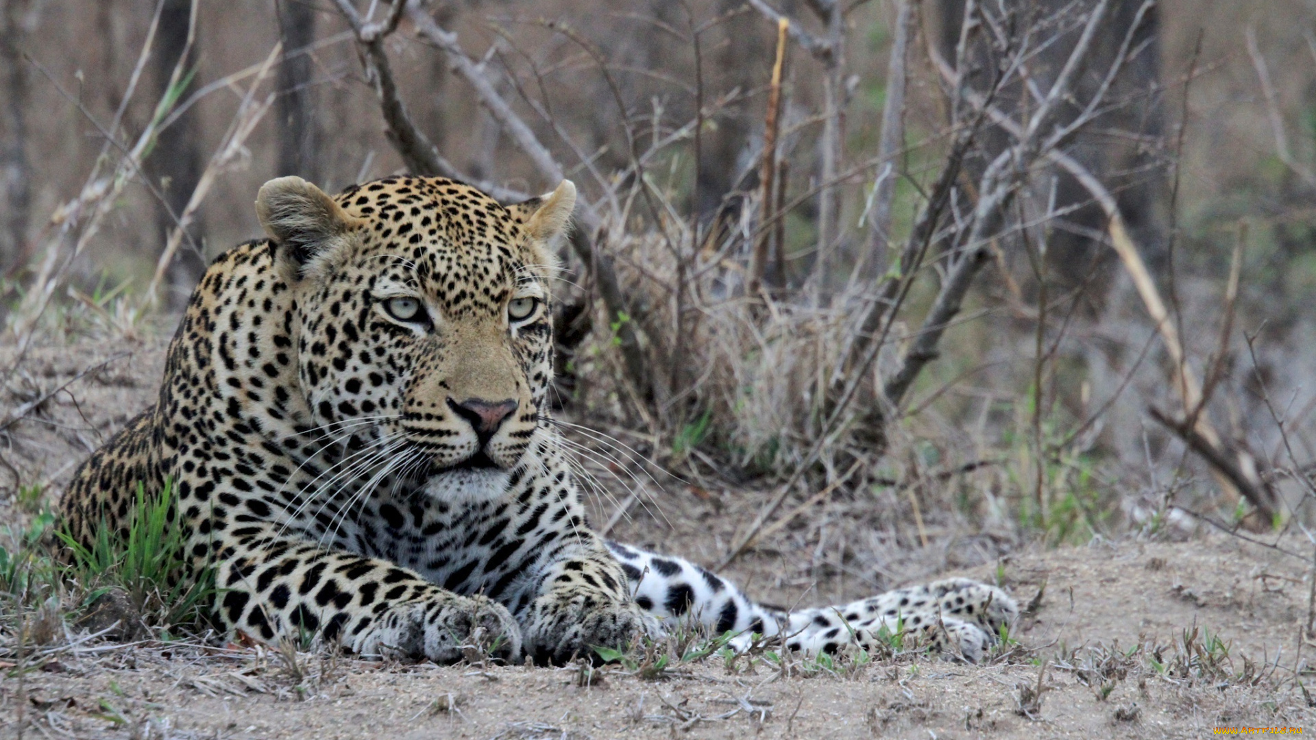 животные, леопарды, кошка, хищник, морда, лежит, отдых, мощь