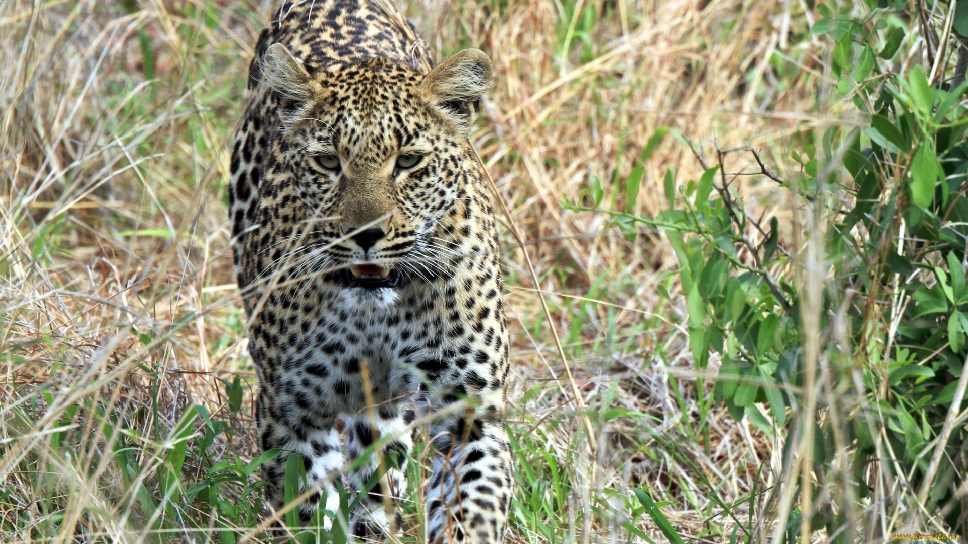 животные, леопарды, морда, заросли, хищник, прогулка