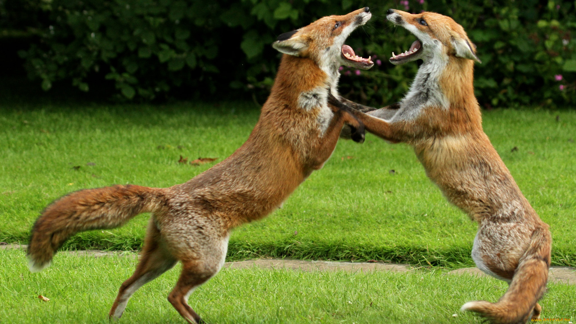 животные, лисы, игра, поединок