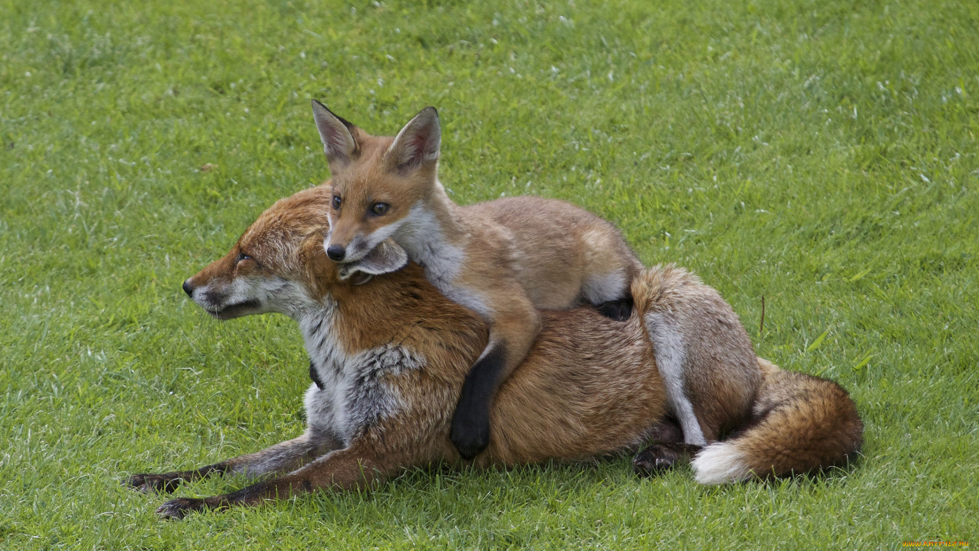 животные, лисы, лисенок, мама