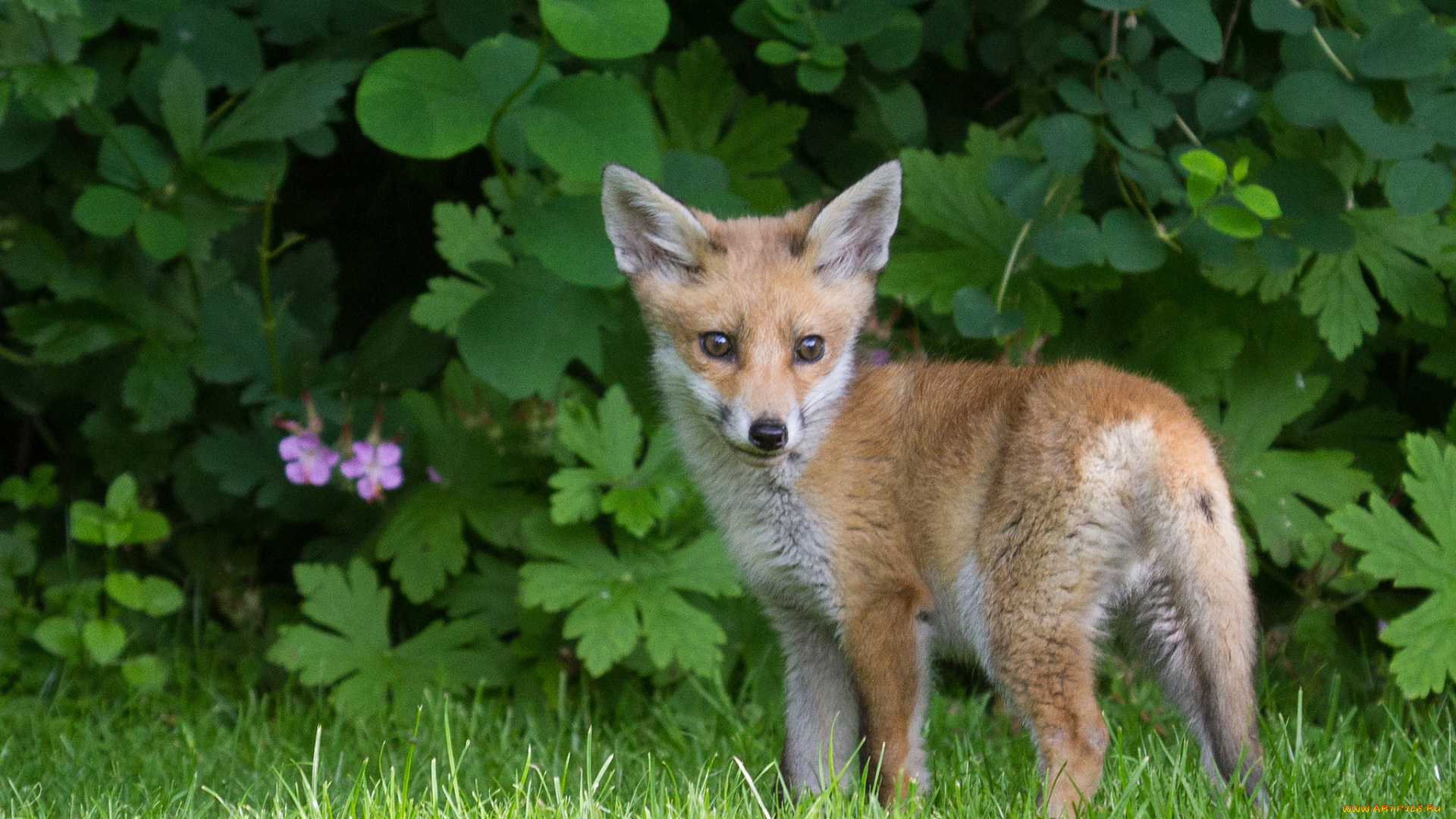 животные, лисы, лисичка
