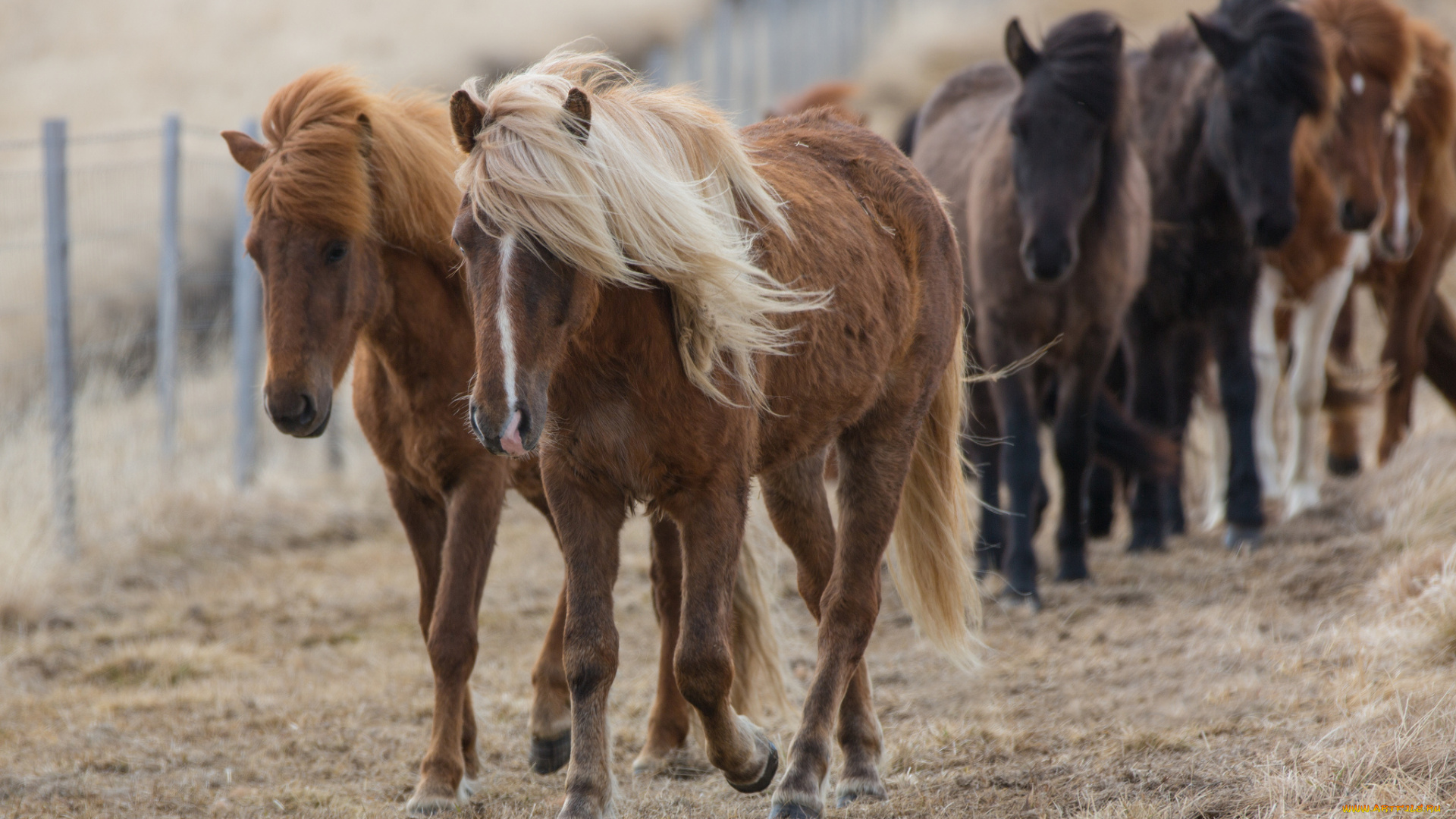 животные, лошади, гривы, гнедые, забор