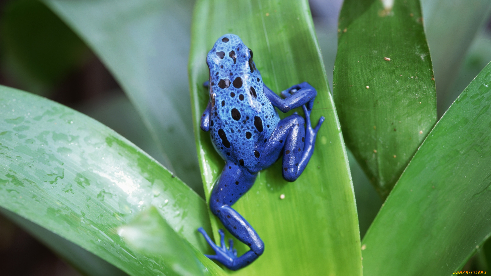 животные, лягушки, лягушка