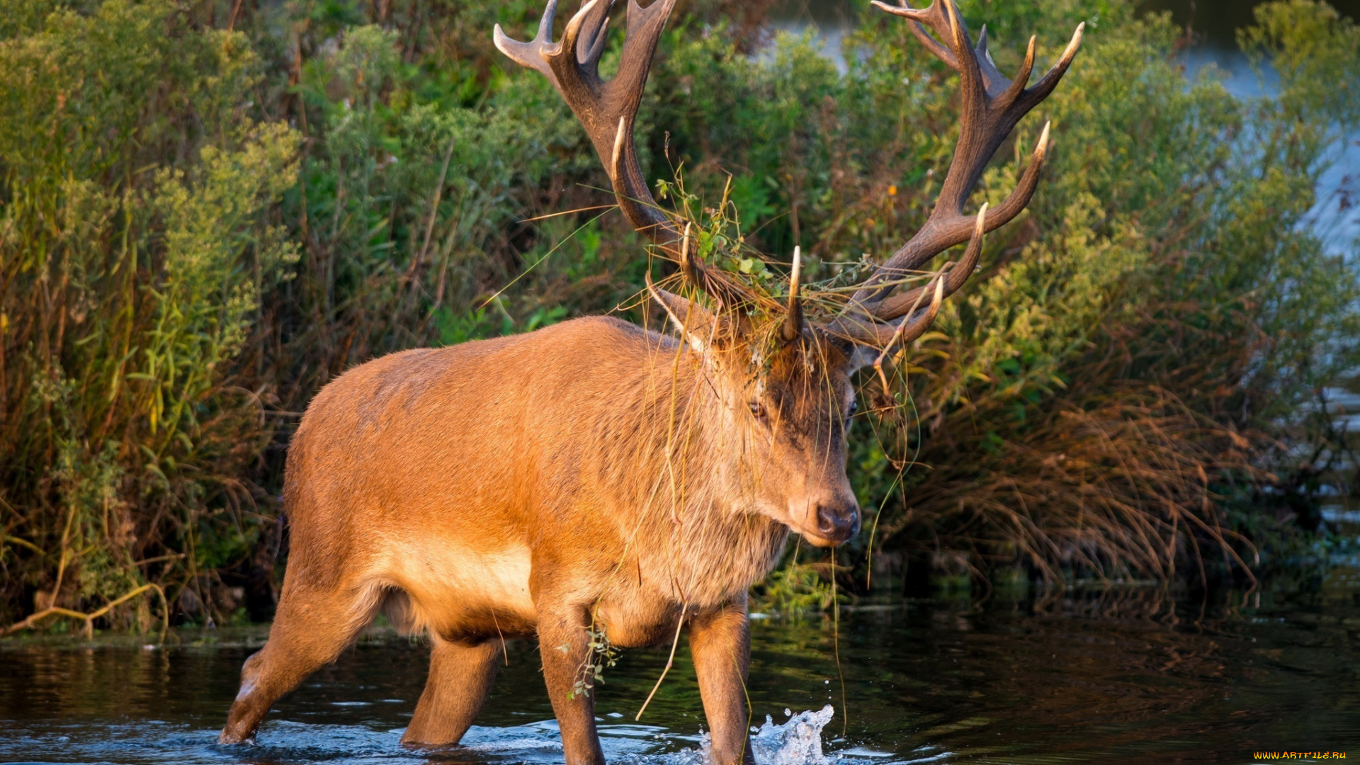 животные, олени, рога, морда, водоем, заросли, осень