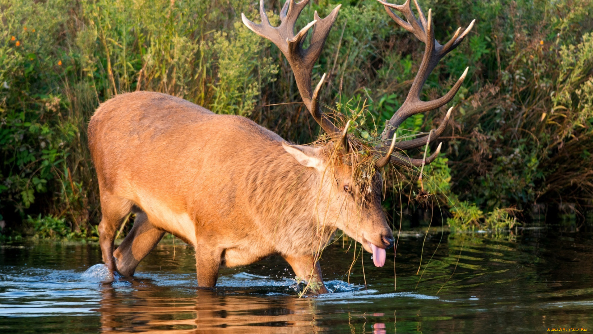 животные, олени, рога, язык, гримаса, заросли, водоем, осень