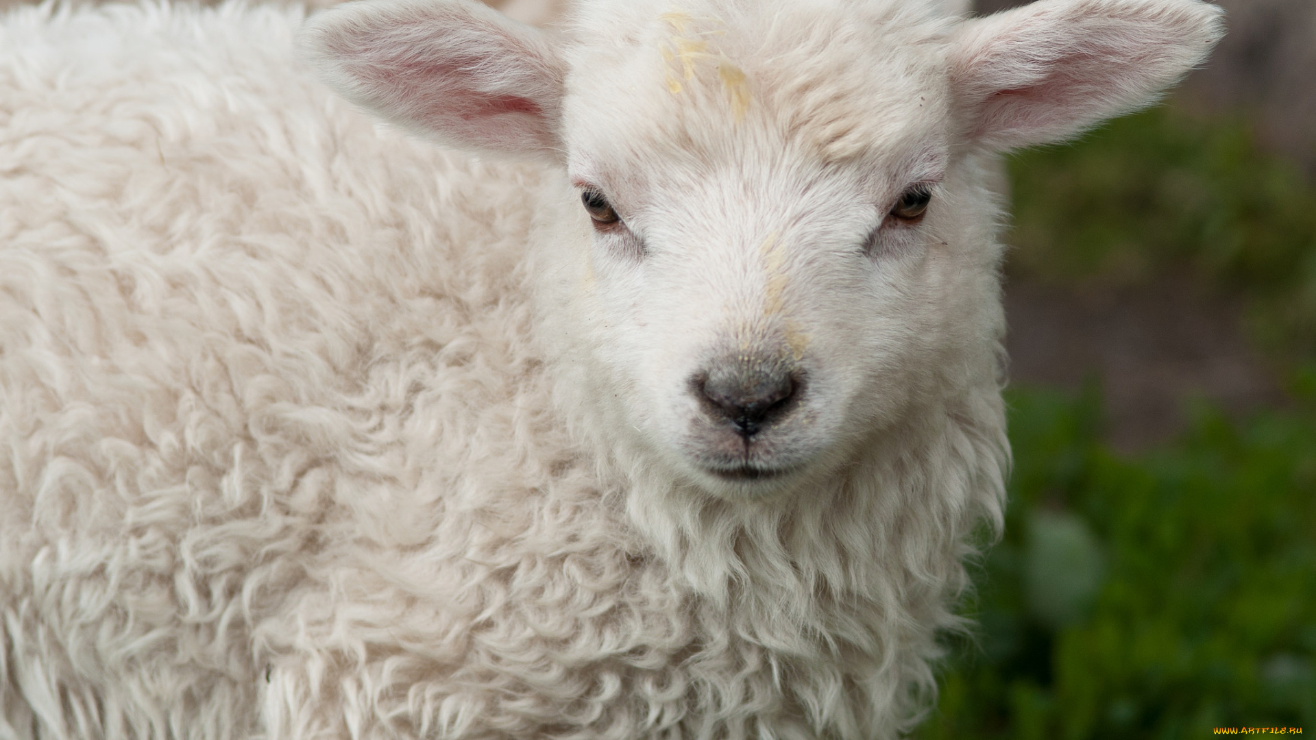 животные, овцы, , бараны, бежевая, кучерявая, барашка