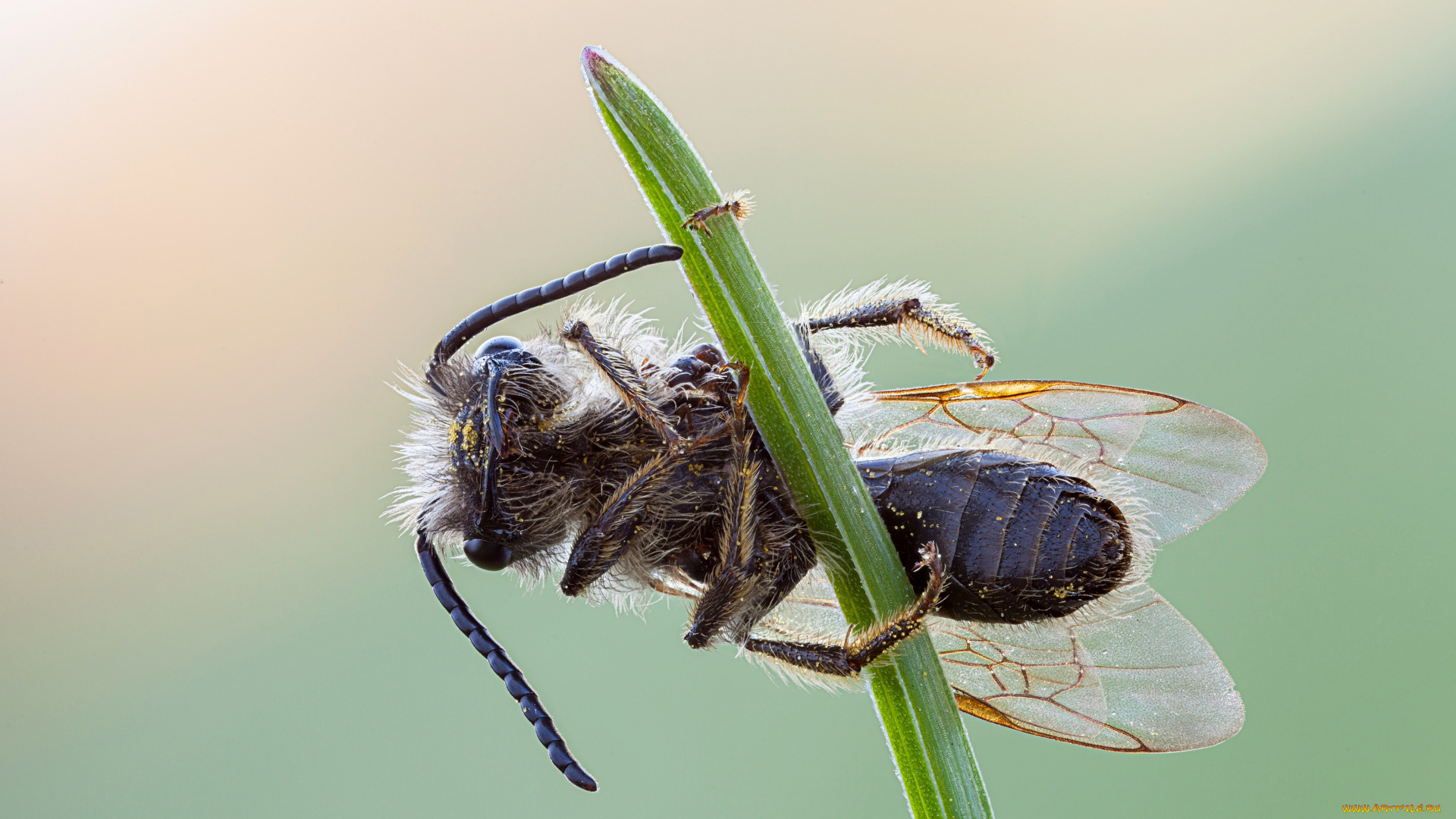 животные, пчелы, , осы, , шмели, макро, зелёный, фон, утро, насекомое, роса, капли, травинка, пчела